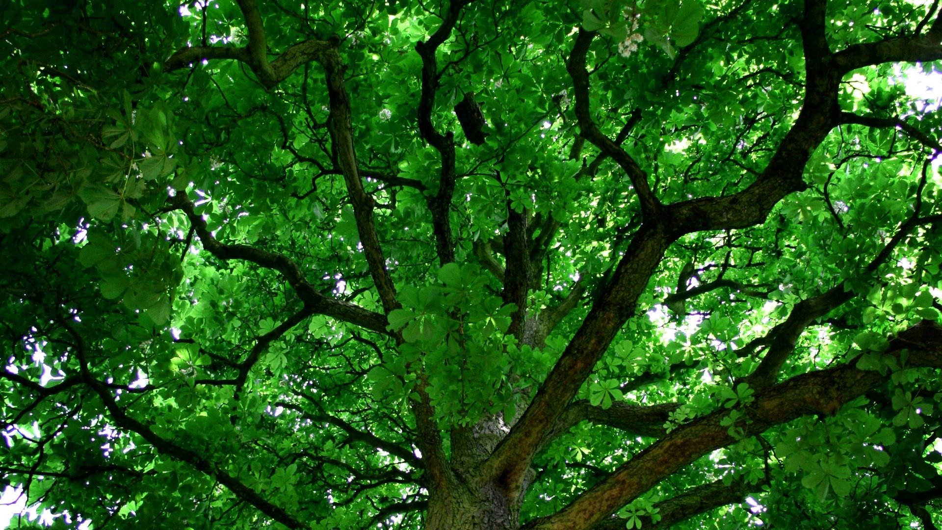 Free download Tree wallpaper ID:77091 1080p for PC