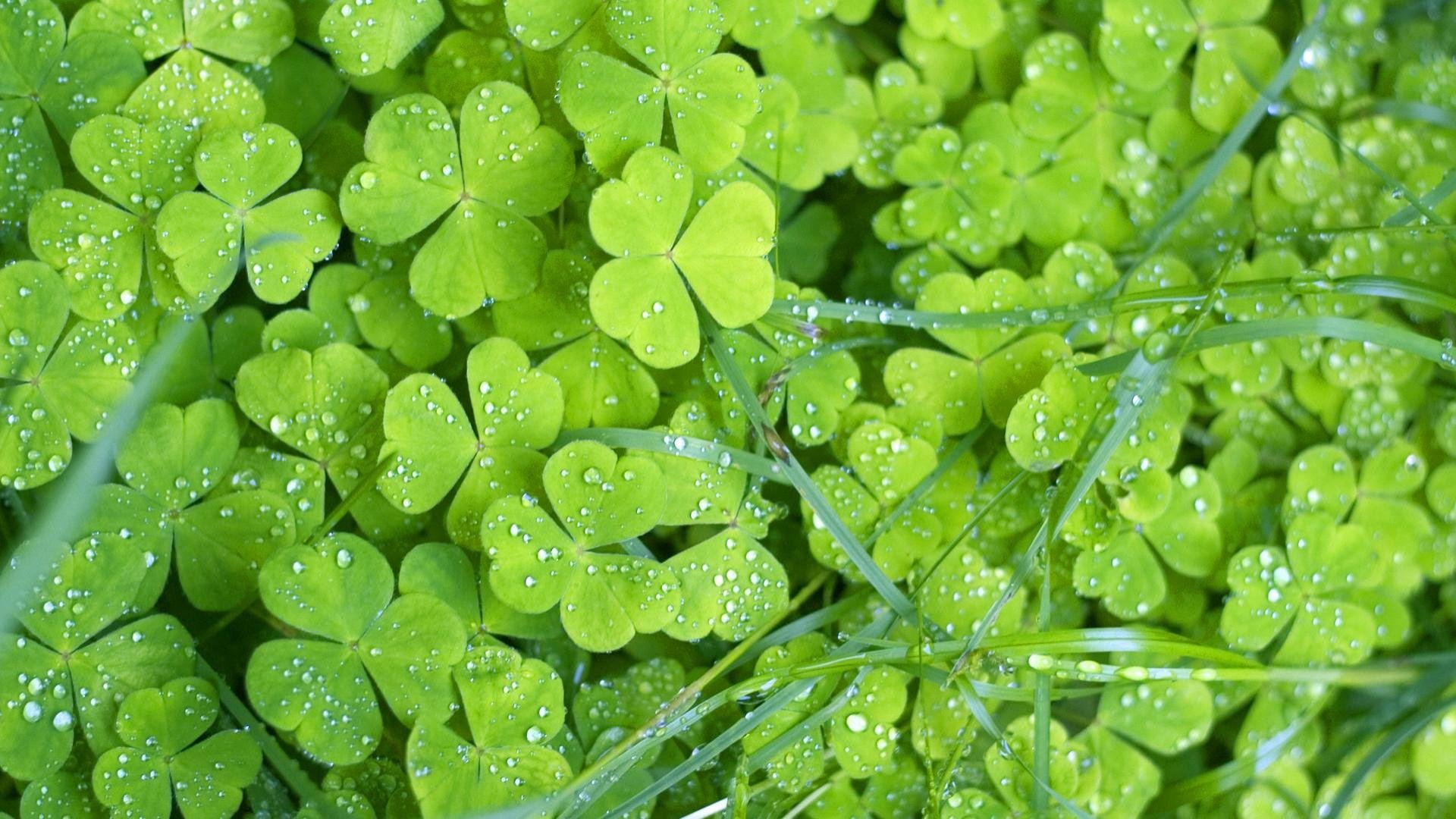 Awesome Clover & shamrock free background ID:65842 for full hd PC
