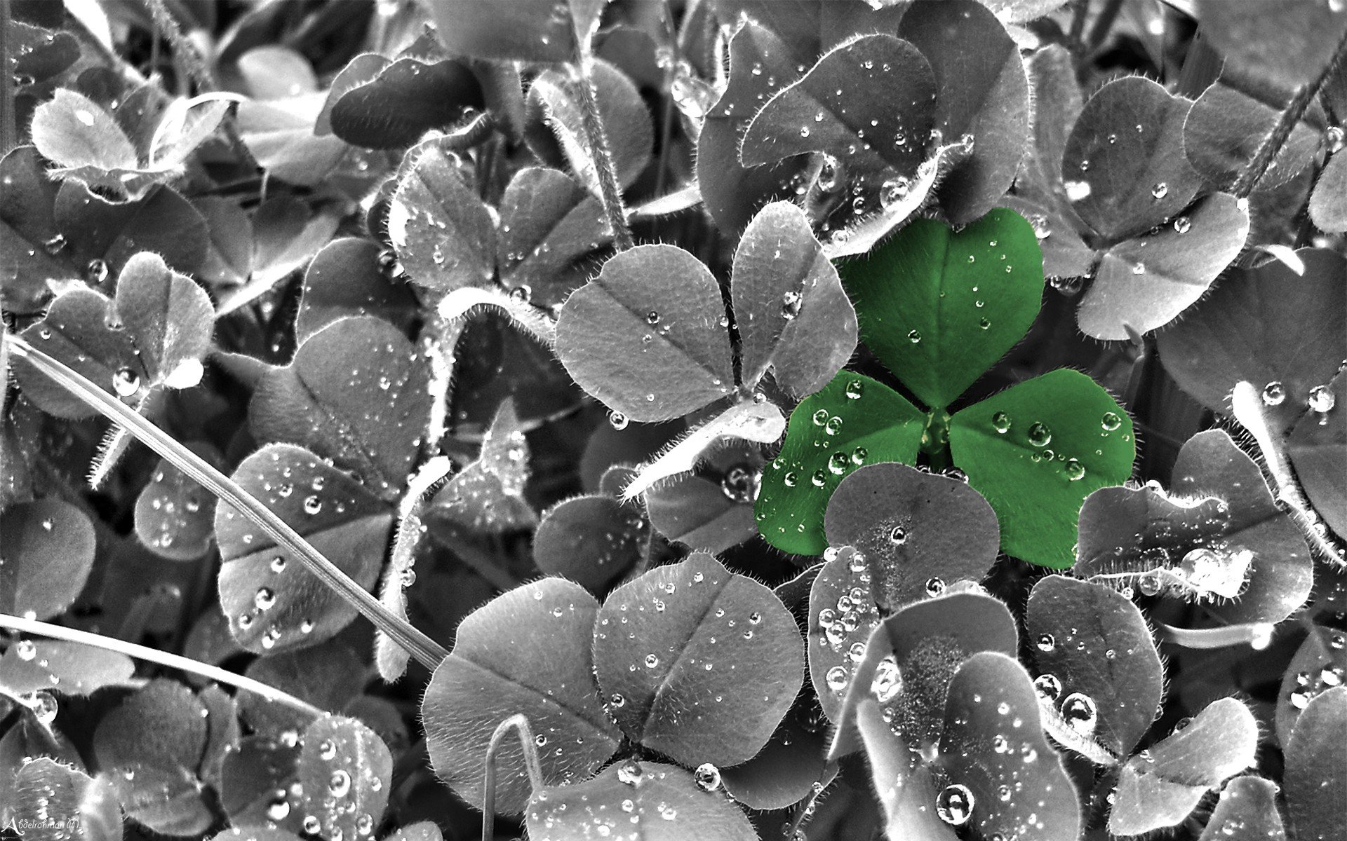 Download hd 1920x1200 Clover & shamrock computer background ID:65848 for free