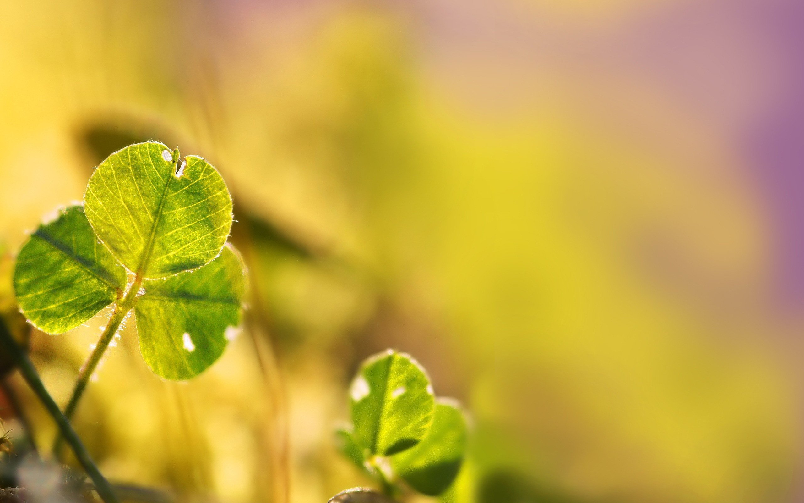 Free Clover & shamrock high quality background ID:65844 for hd 2560x1600 PC