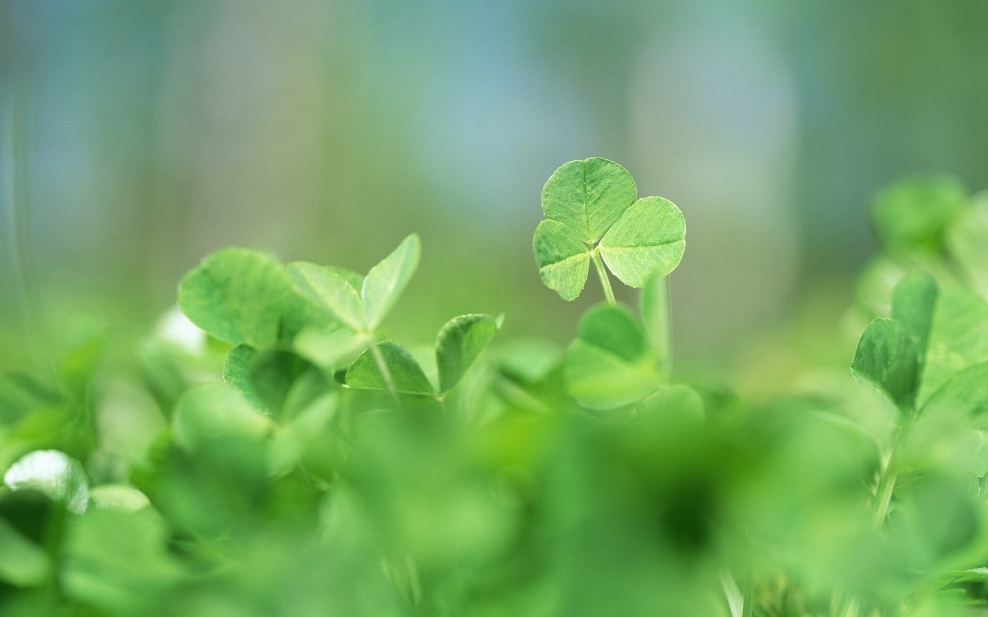 Download hd 1920x1200 Clover & shamrock PC wallpaper ID:65824 for free