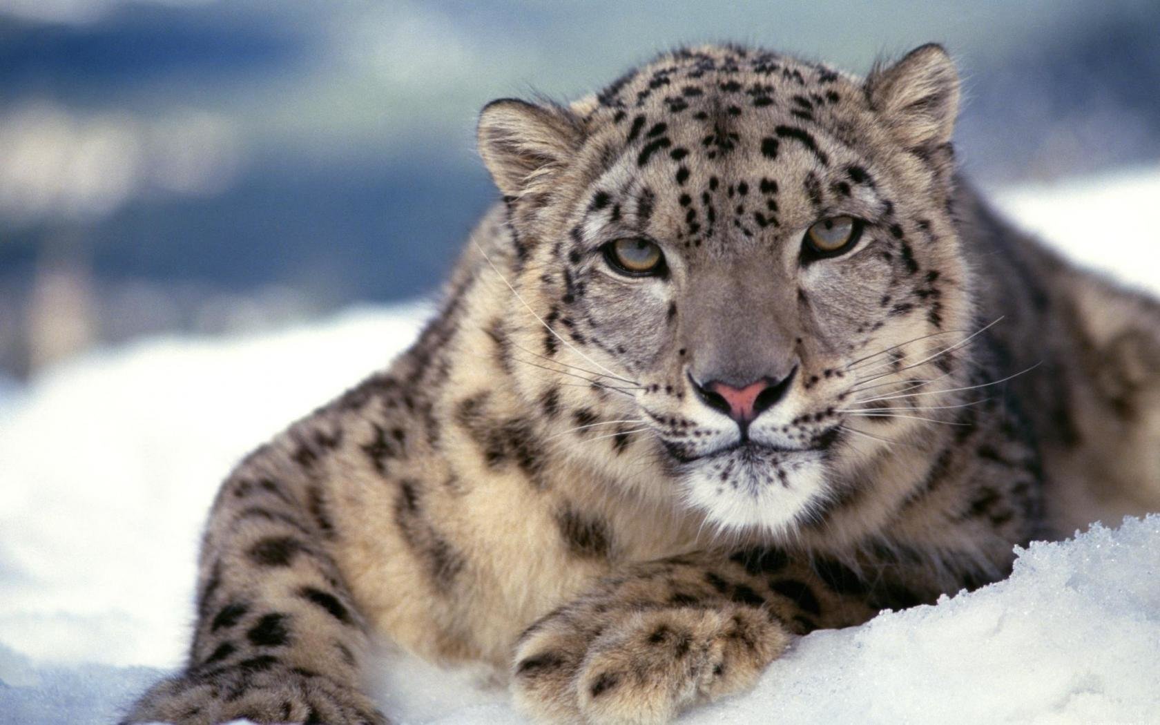 Best Snow Leopard wallpaper ID:34474 for High Resolution hd 1680x1050 desktop