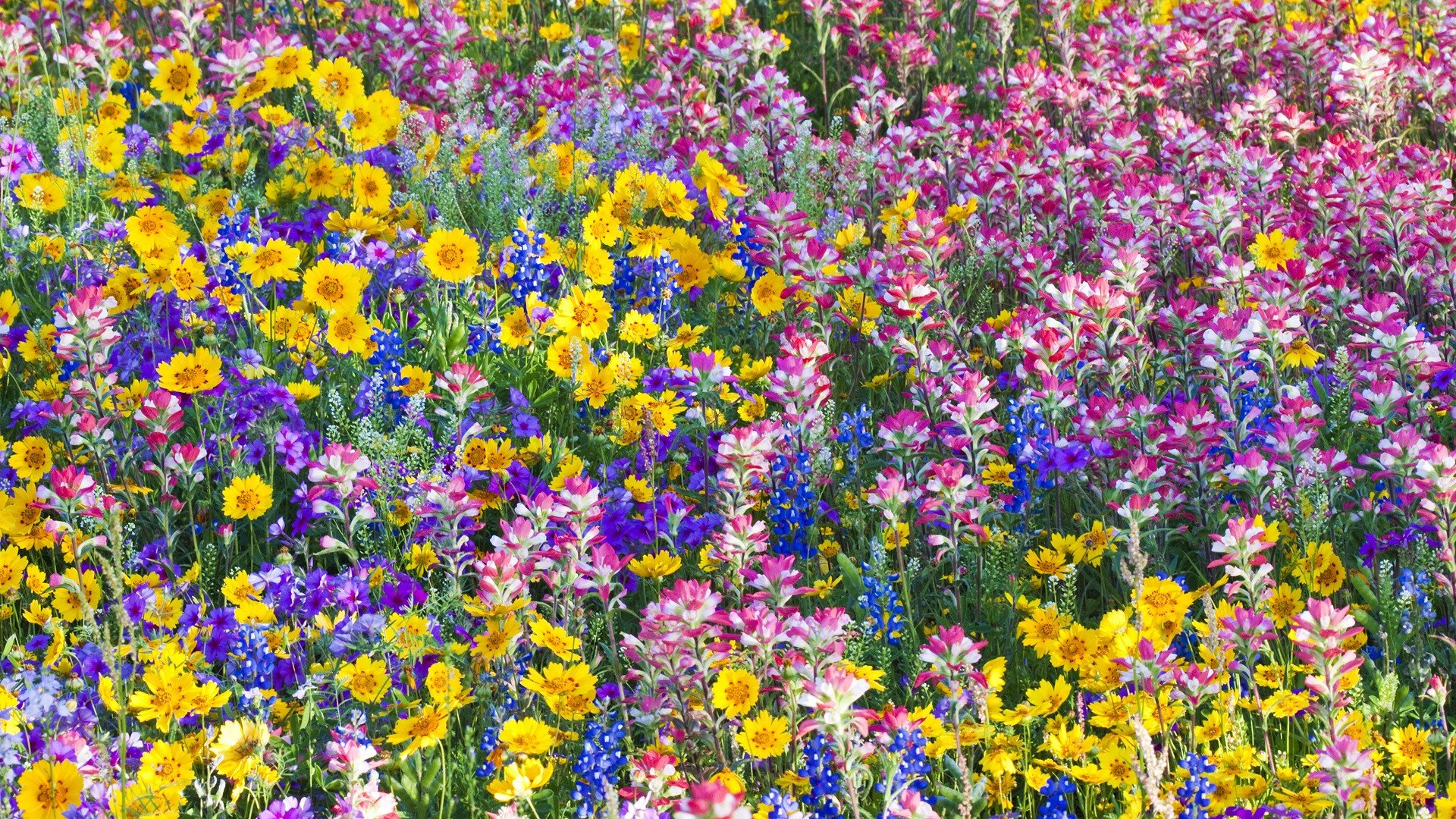 Best Flower wallpaper ID:289381 for High Resolution full hd desktop