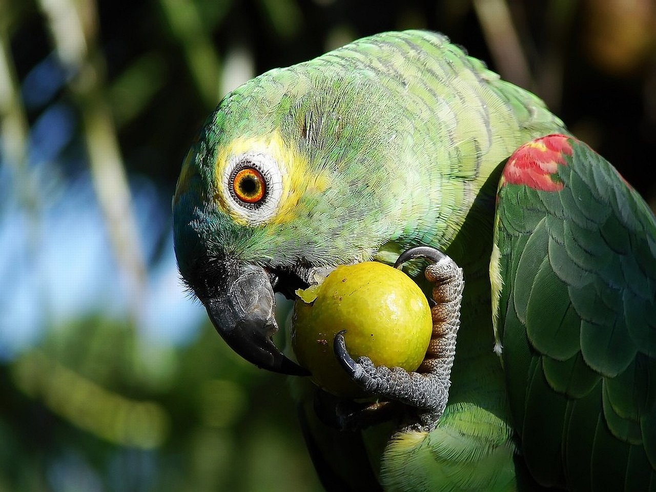 Best Parrot wallpaper ID:25806 for High Resolution hd 1280x960 PC