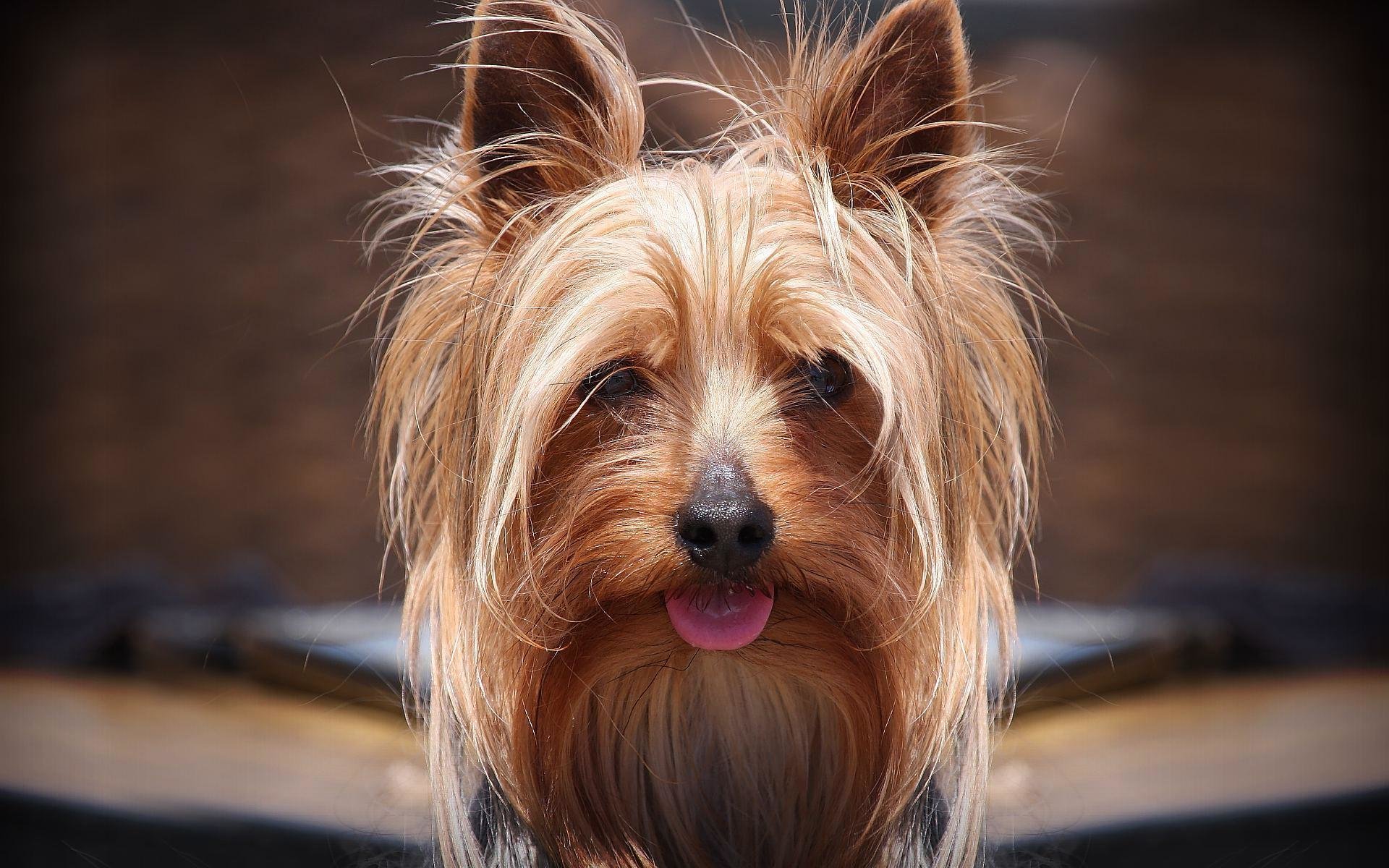 Download hd 1920x1200 Yorkshire Terrier desktop background ID:110986 for free