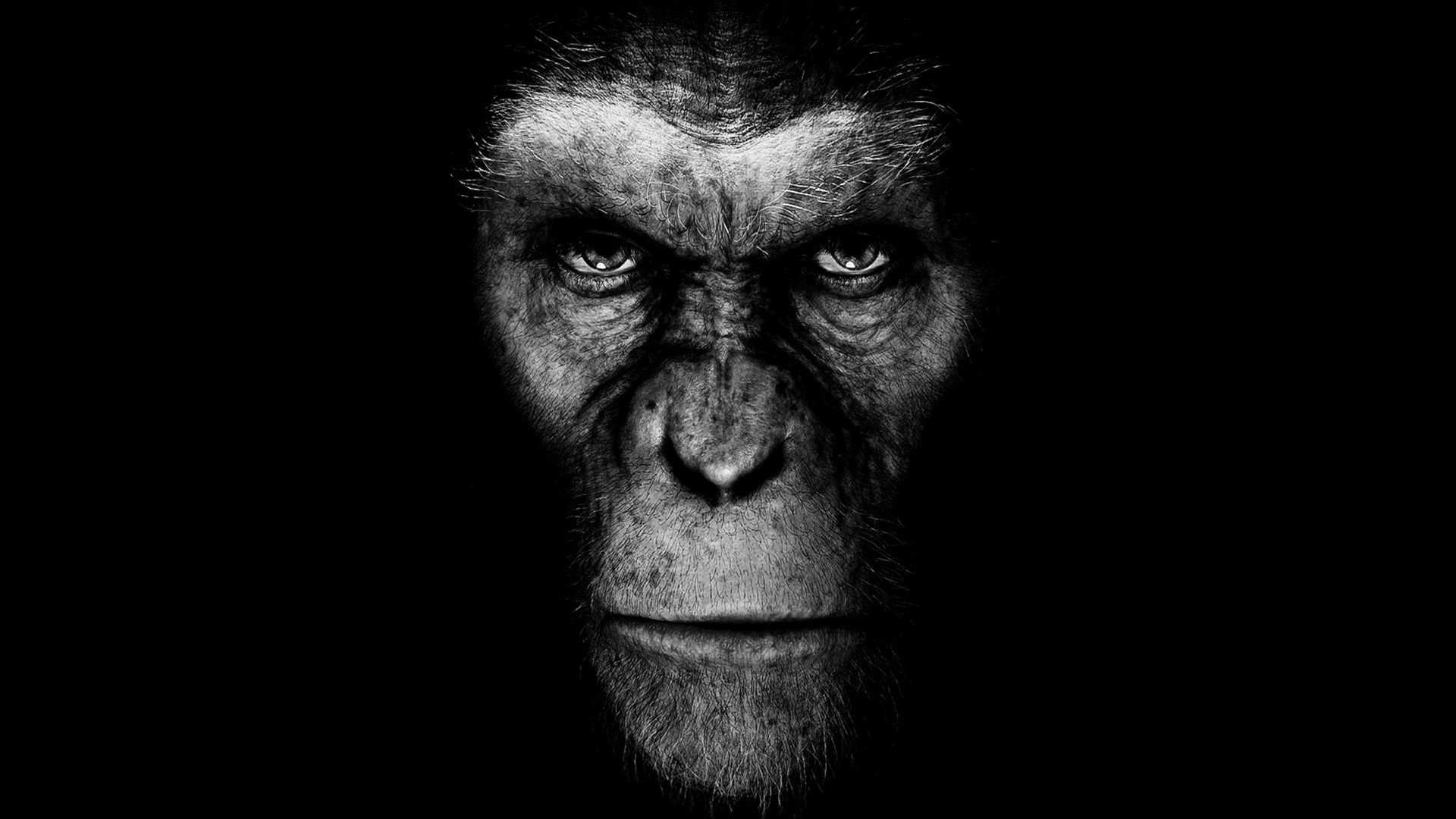 Best Rise Of The Planet Of The Apes background ID:271564 for High Resolution hd 1920x1080 desktop