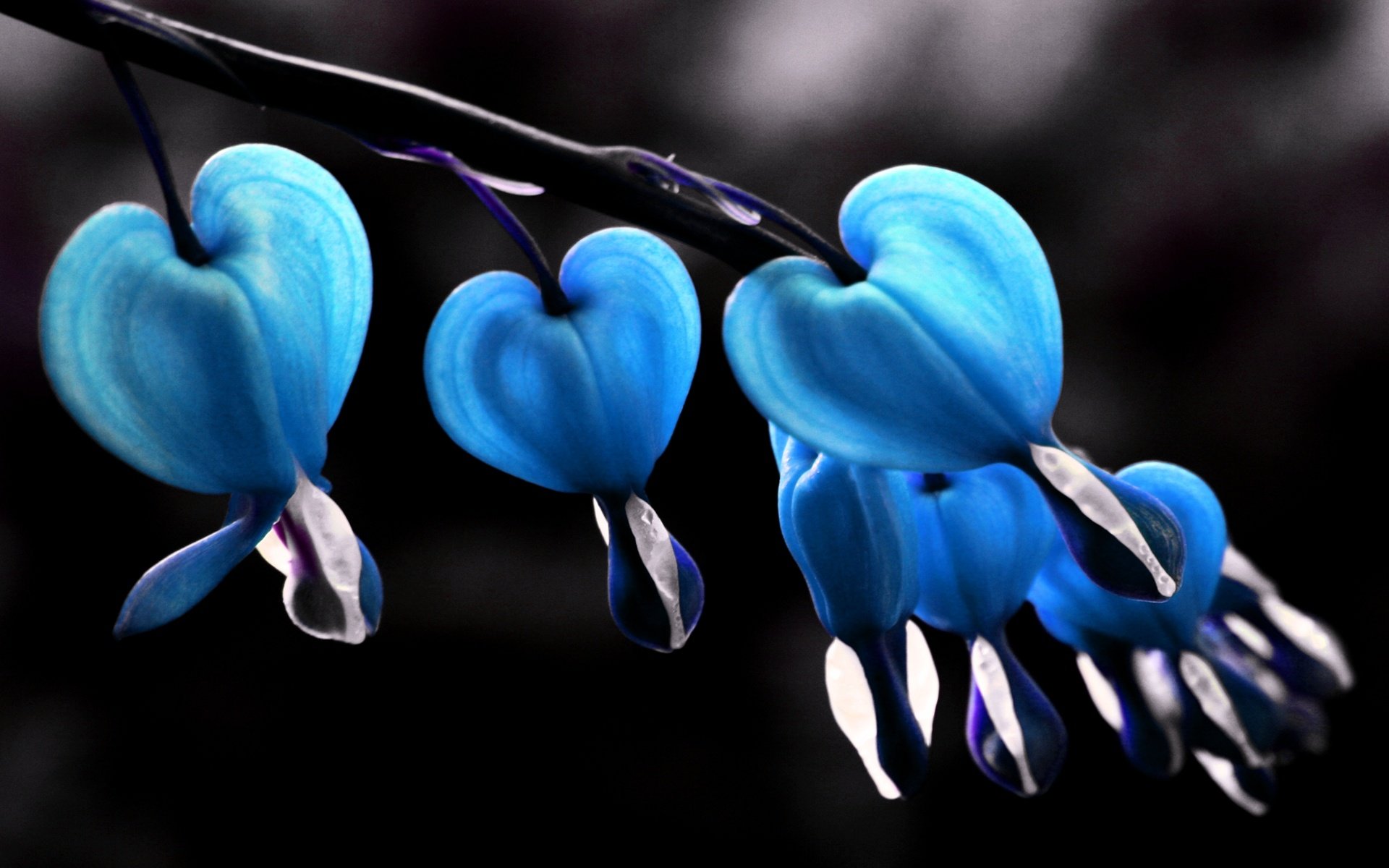 Free download Bleeding Heart background ID:164918 hd 1920x1200 for PC