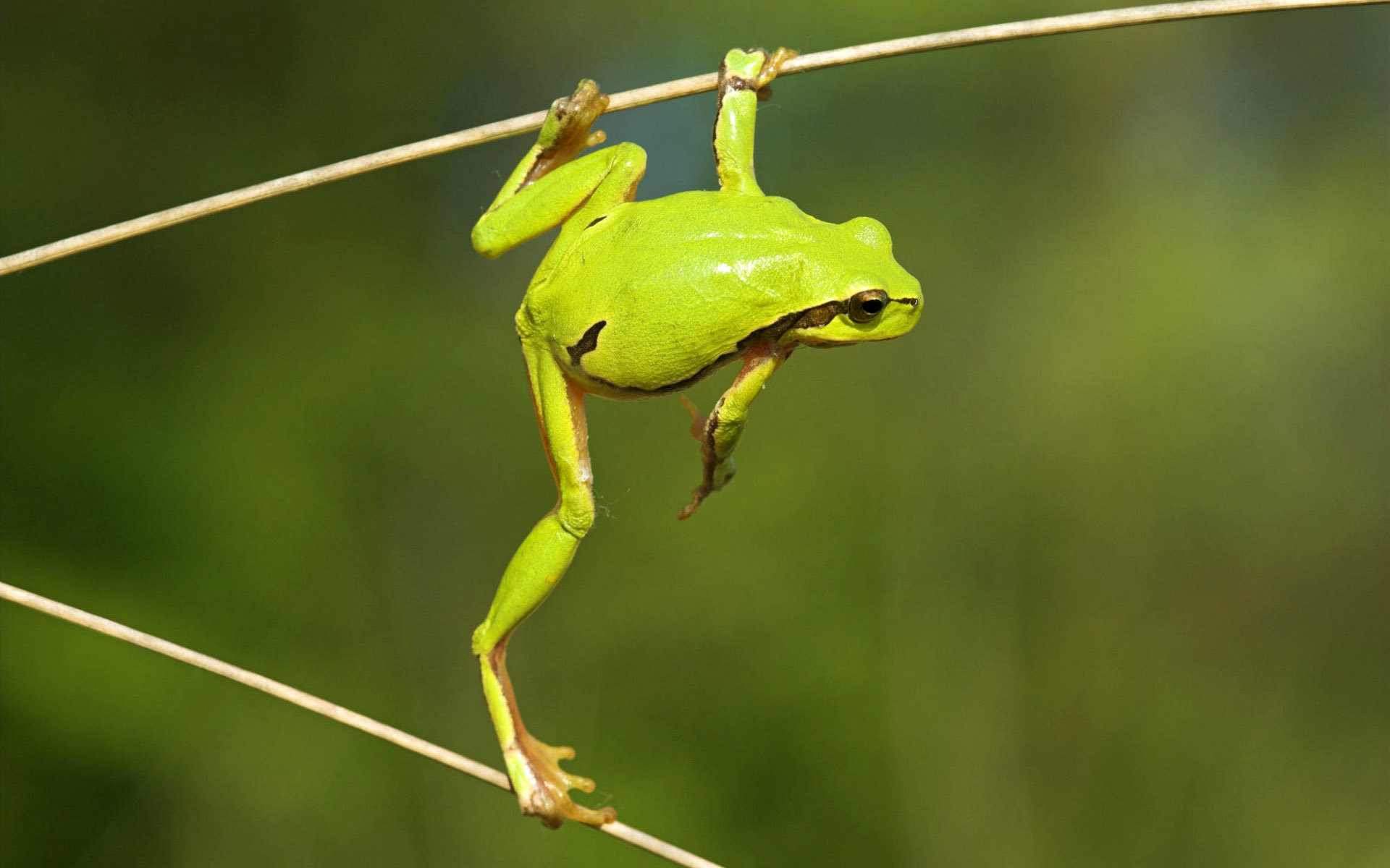 Best Frog wallpaper ID:328727 for High Resolution hd 1920x1200 PC