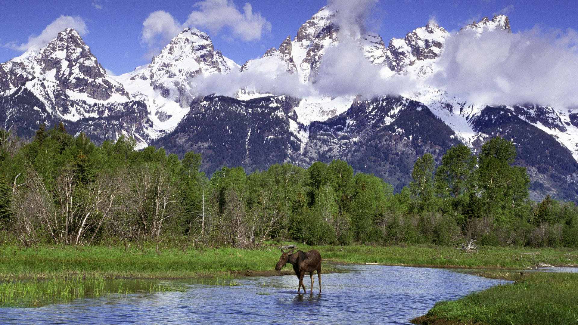 Free Moose high quality wallpaper ID:346749 for full hd PC