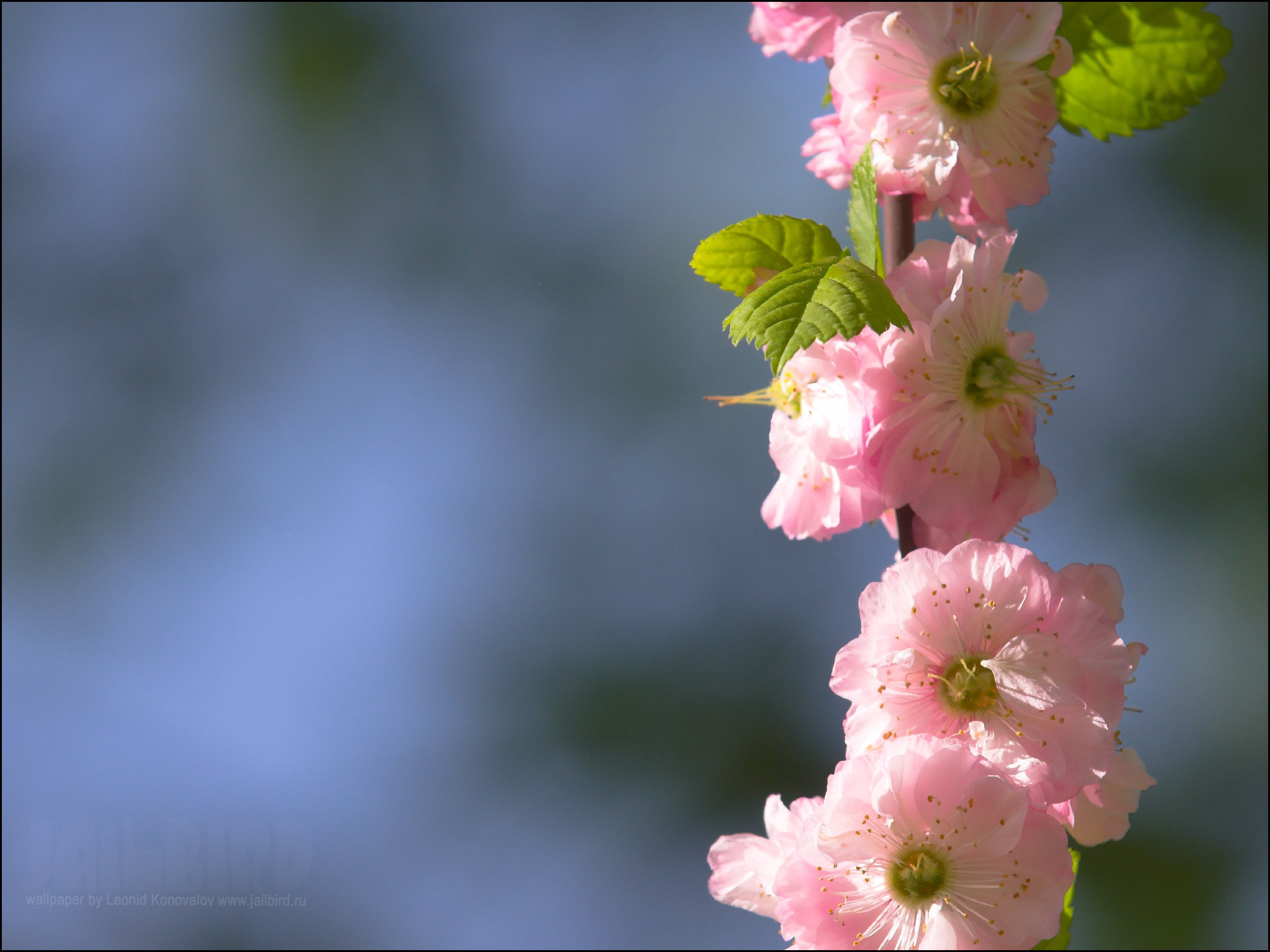 Free download Blossom wallpaper ID:333036 hd 2048x1536 for PC