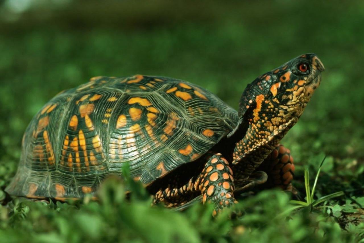 Free Turtle high quality wallpaper ID:29869 for hd 1280x854 PC