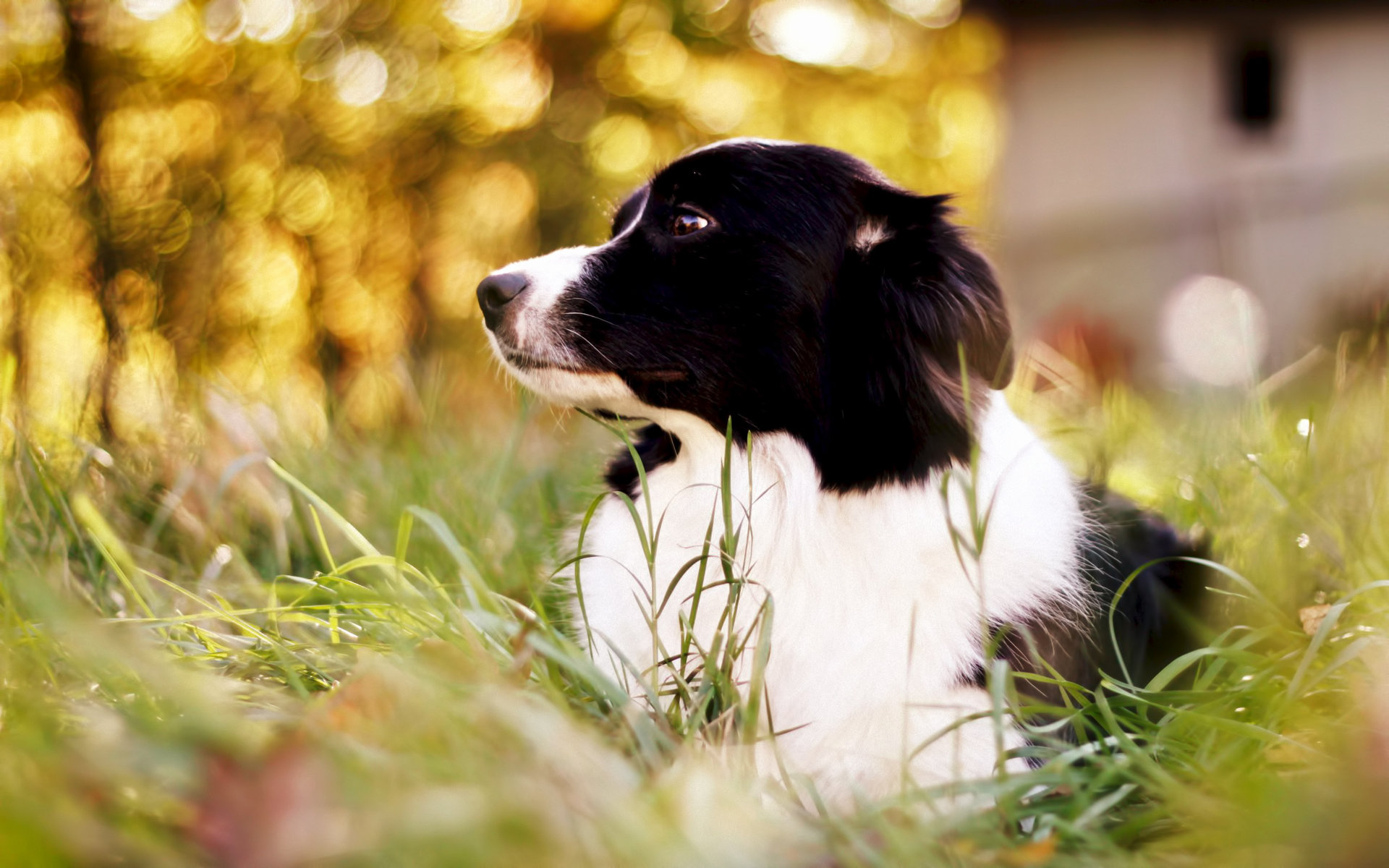 Free download Border Collie background ID:165873 hd 1920x1200 for PC