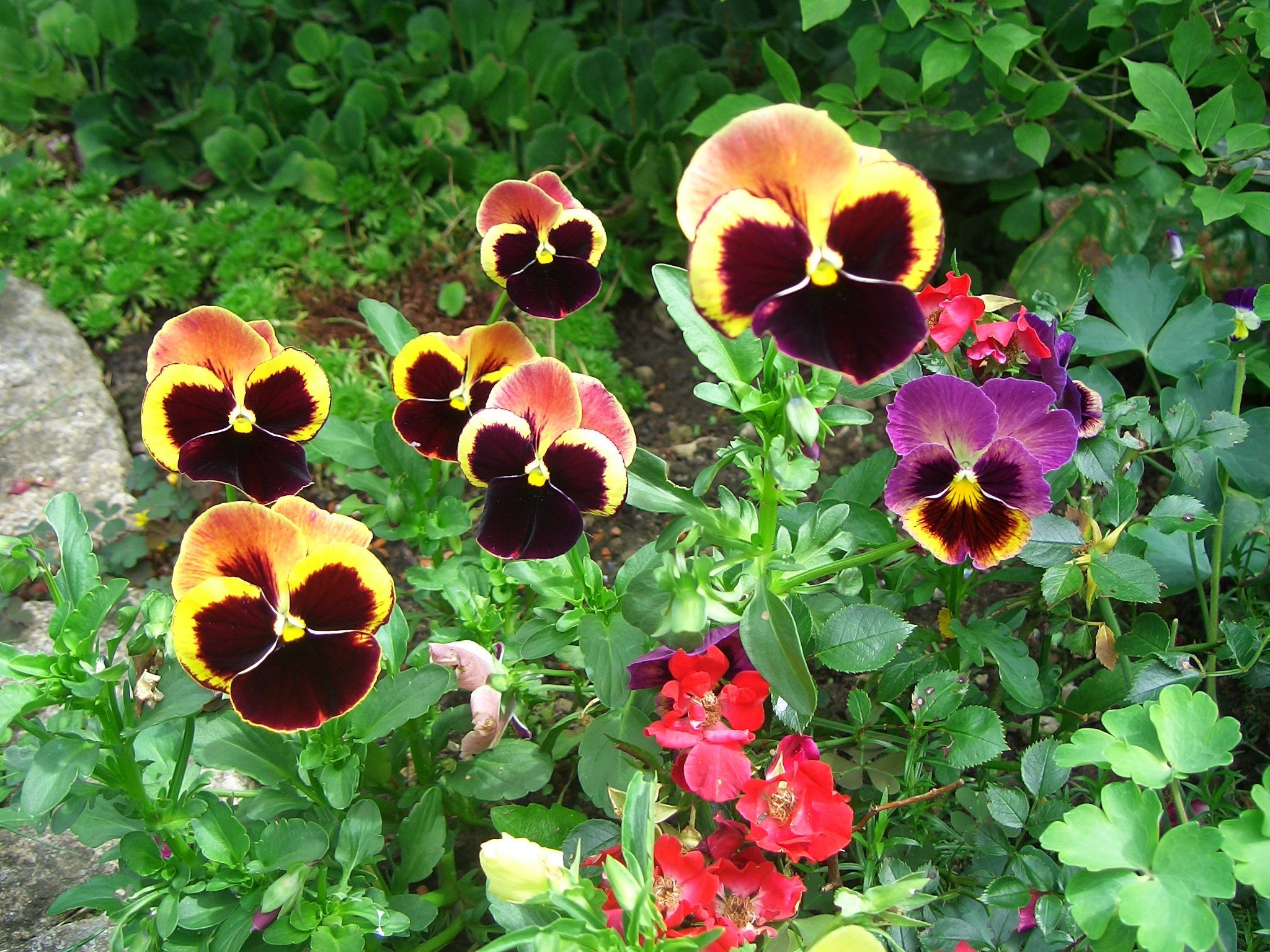 Awesome Pansy free background ID:163672 for hd 2048x1536 PC