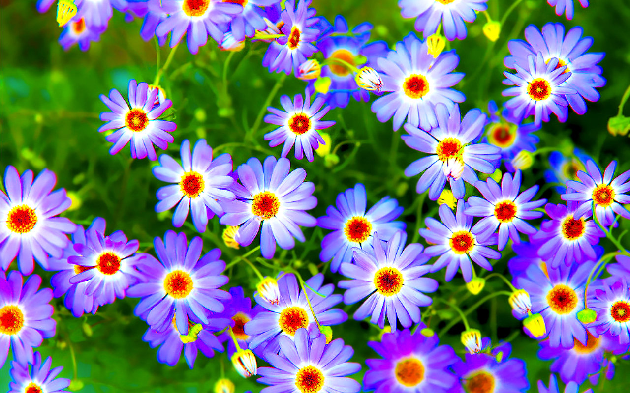 Free download Flower background ID:288094 hd 1280x800 for desktop