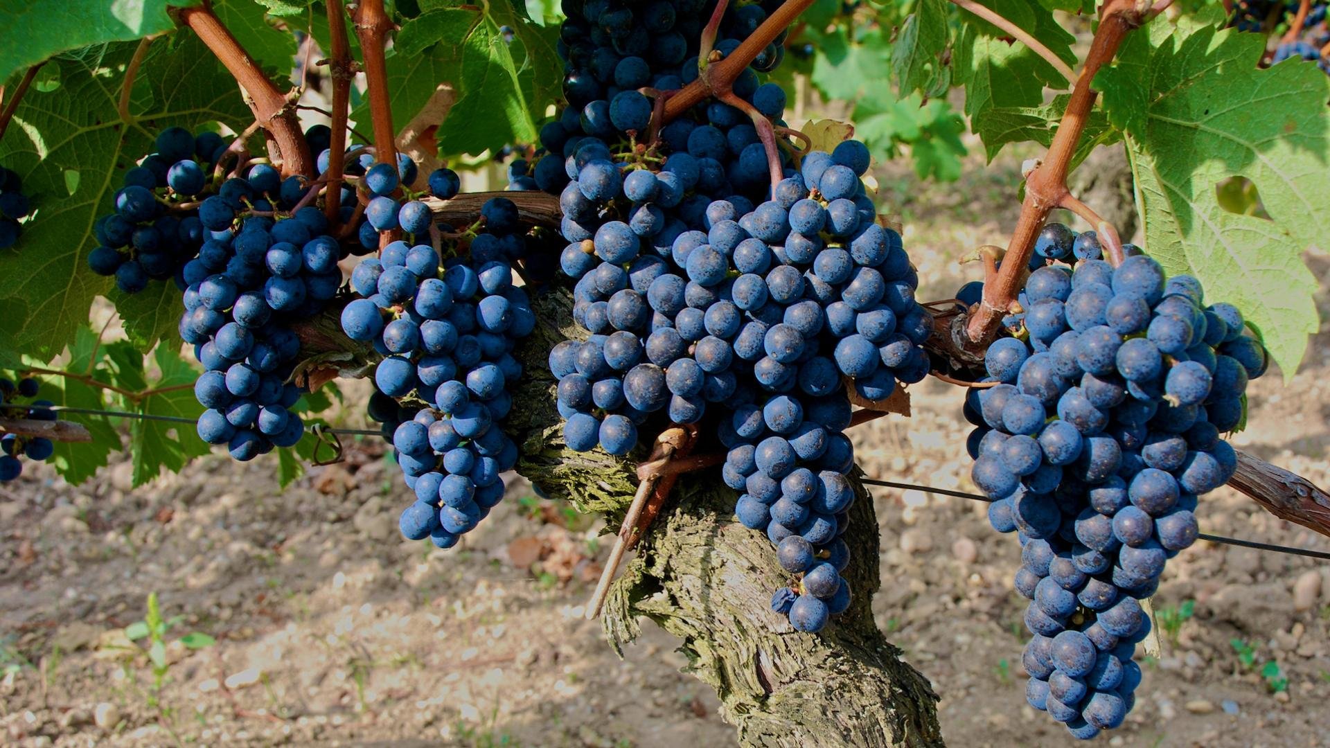 High resolution Grapes full hd 1920x1080 background ID:420793 for desktop