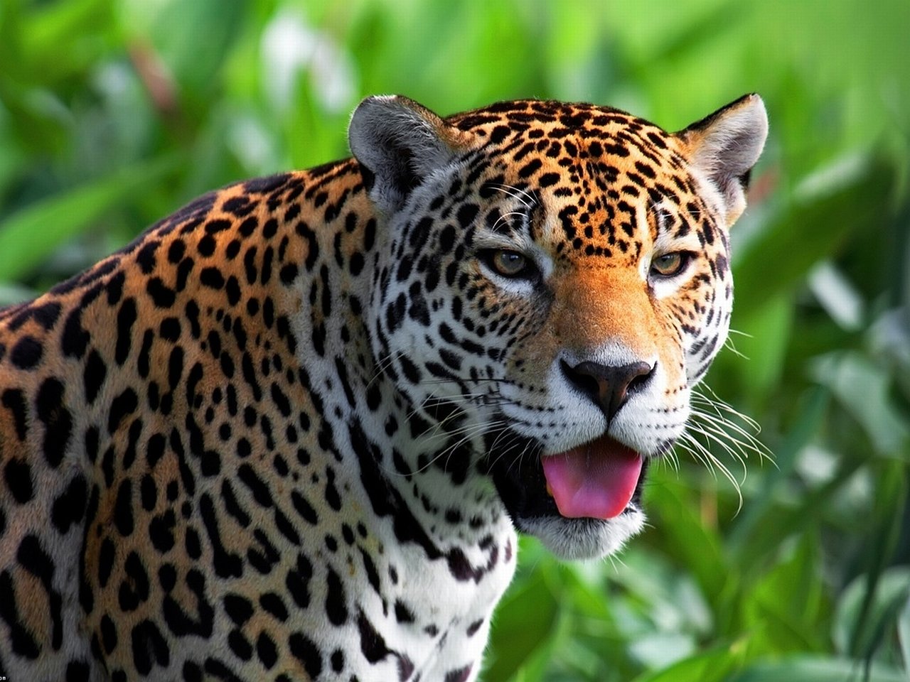 Free download Jaguar background ID:30243 hd 1280x960 for PC
