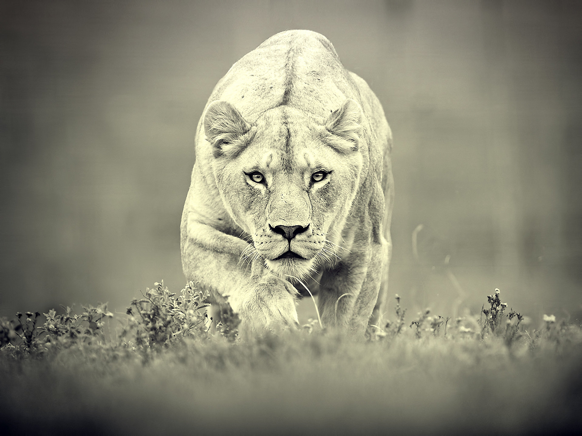 Free download Lion background ID:255174 hd 1920x1440 for desktop