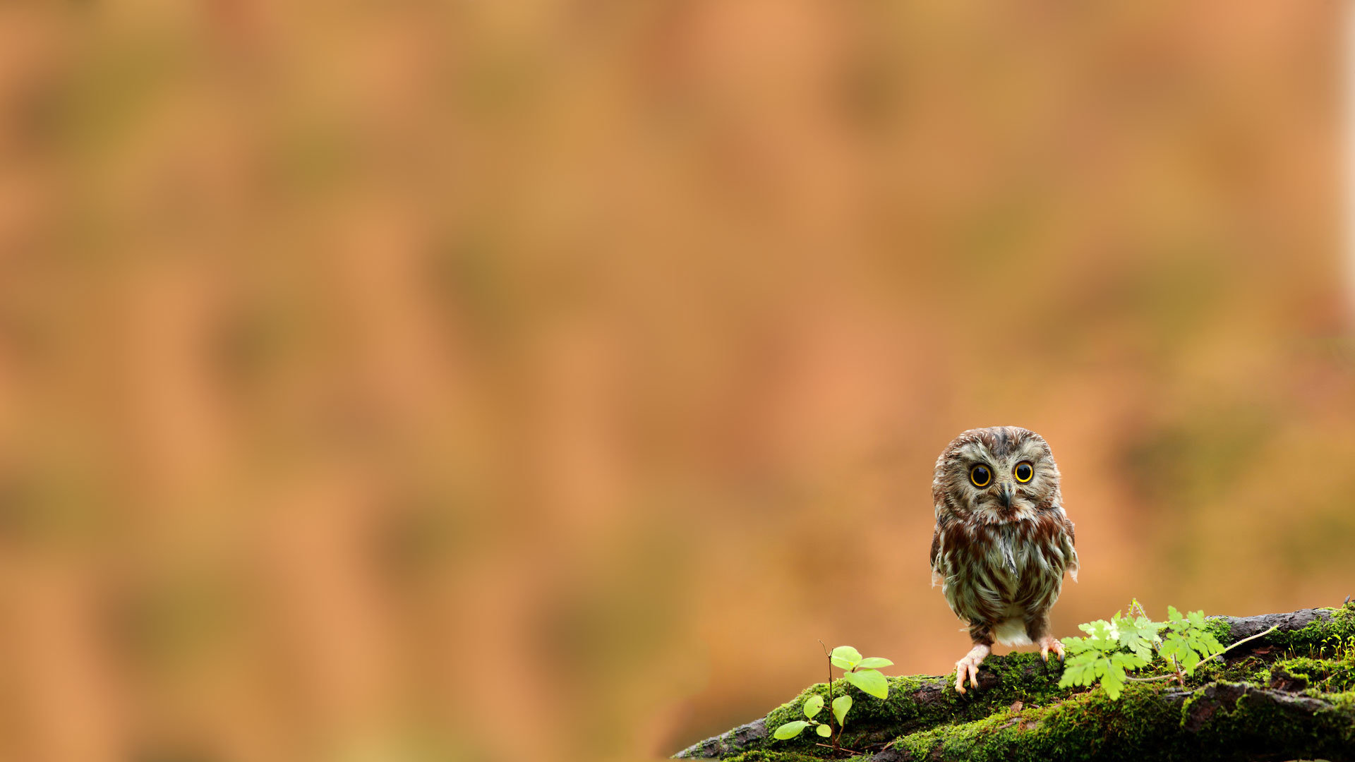 Free Owl high quality background ID:237198 for hd 1080p computer