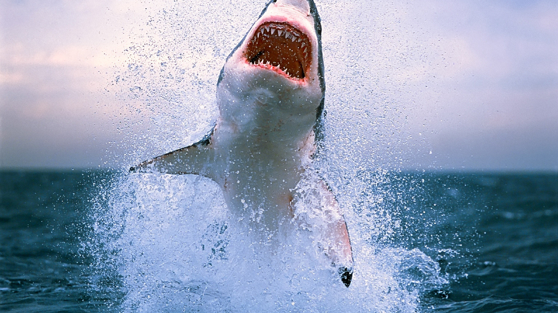 Download full hd Shark desktop background ID:180510 for free