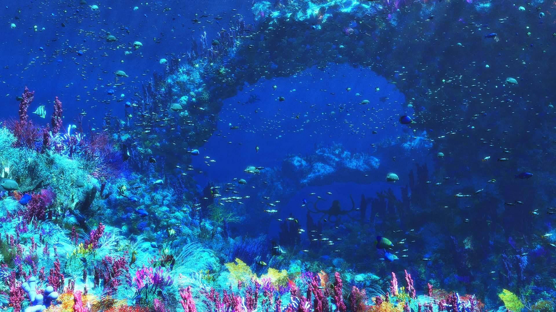 High resolution Sea Life (Marine) hd 1080p wallpaper ID:163874 for desktop