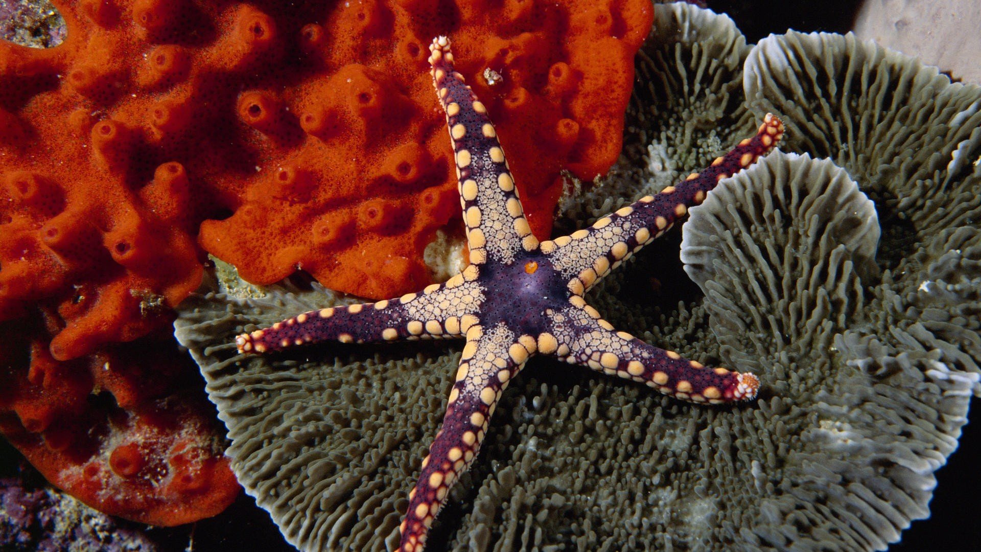 Best Starfish wallpaper ID:29719 for High Resolution 1080p computer