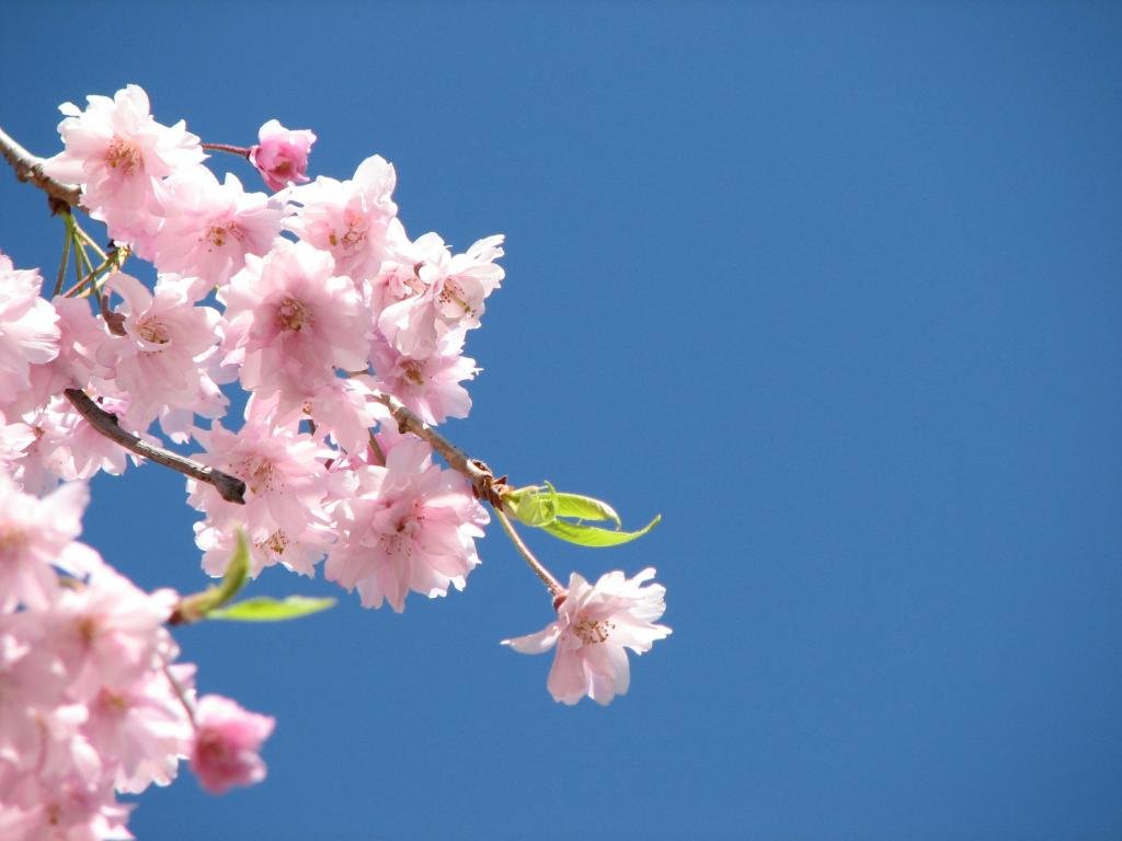 Free download Blossom background ID:332624 hd 1024x768 for desktop
