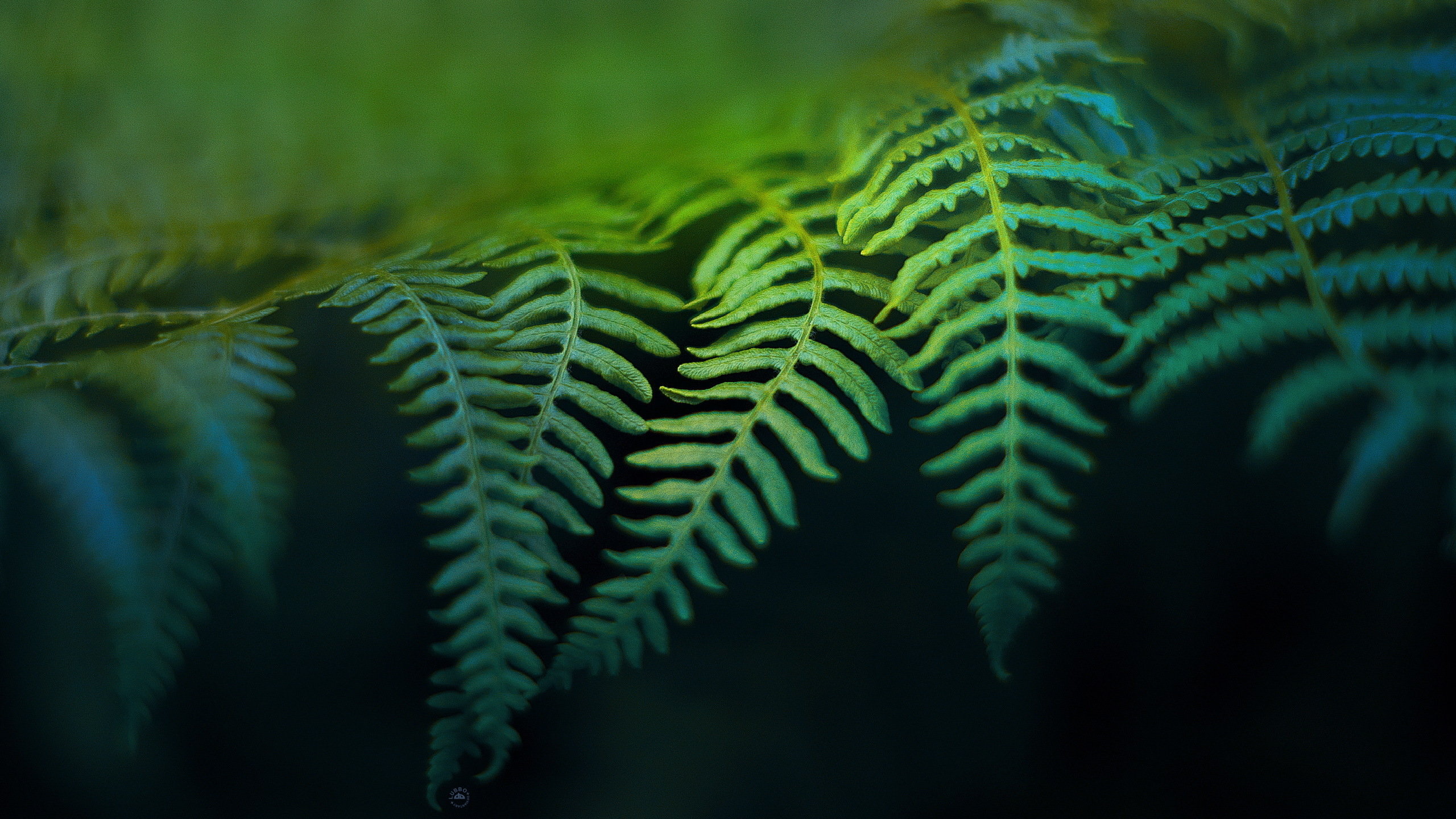 Download hd 2560x1440 Fern PC background ID:398826 for free