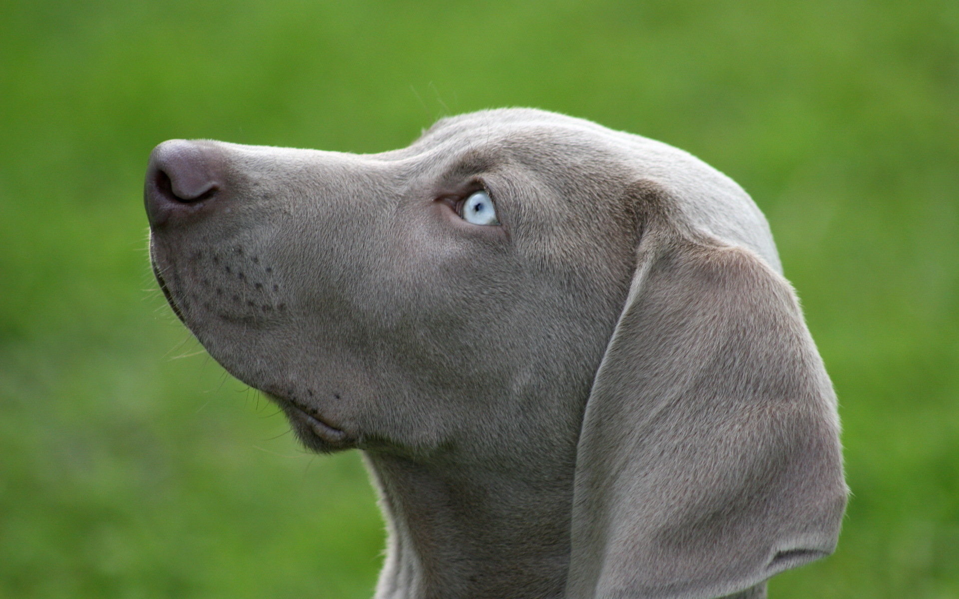 Free Weimaraner high quality background ID:9651 for hd 1920x1200 computer