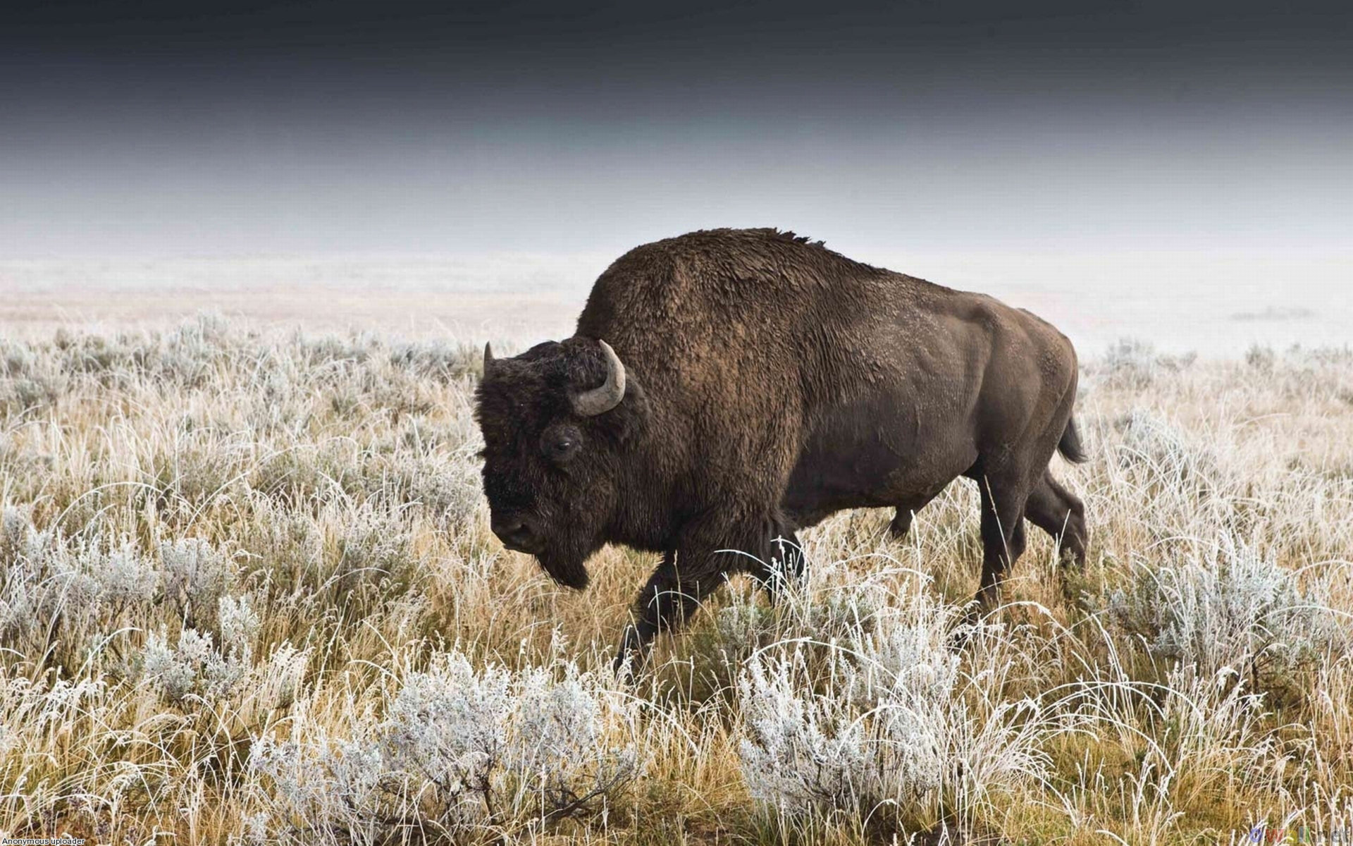 Free Bison high quality background ID:130649 for hd 1920x1200 PC