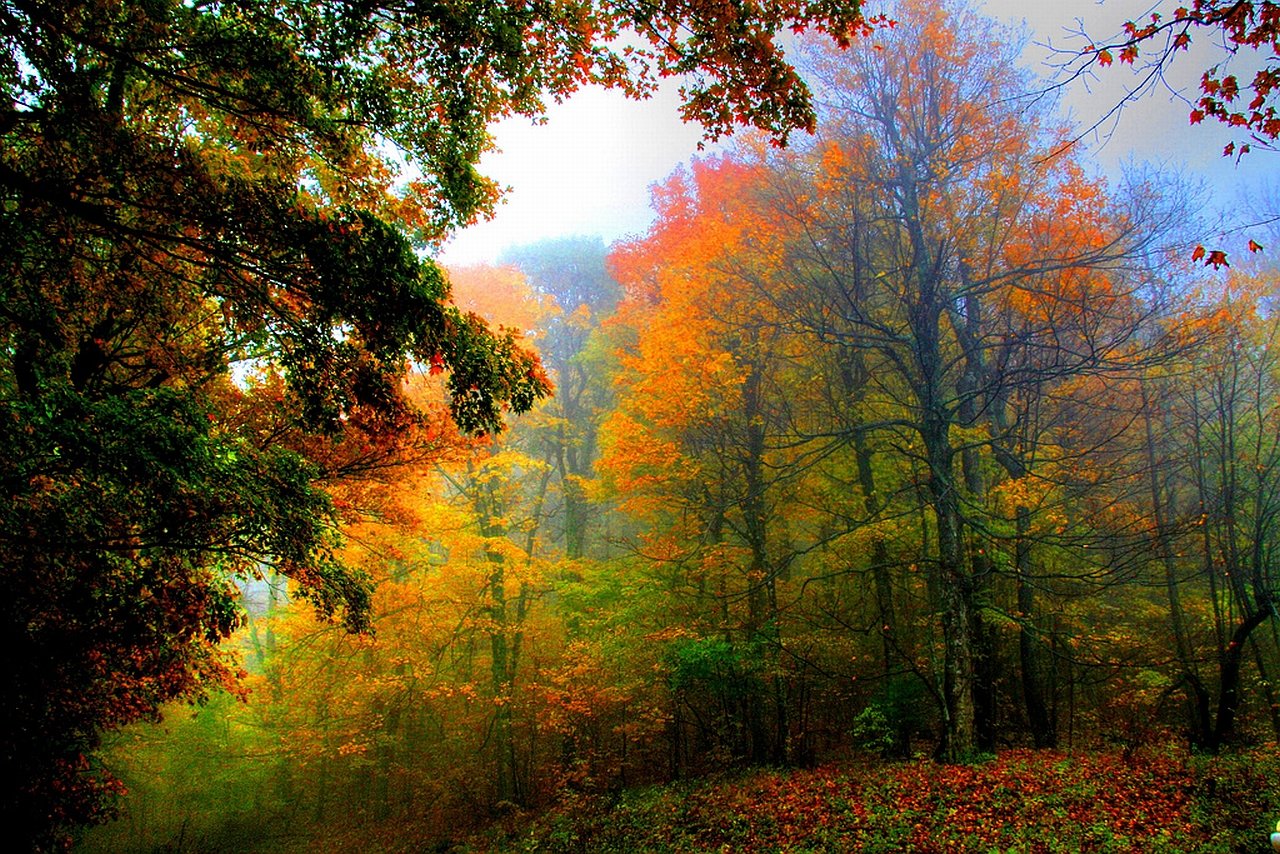 Awesome Forest free background ID:473792 for hd 1280x854 PC