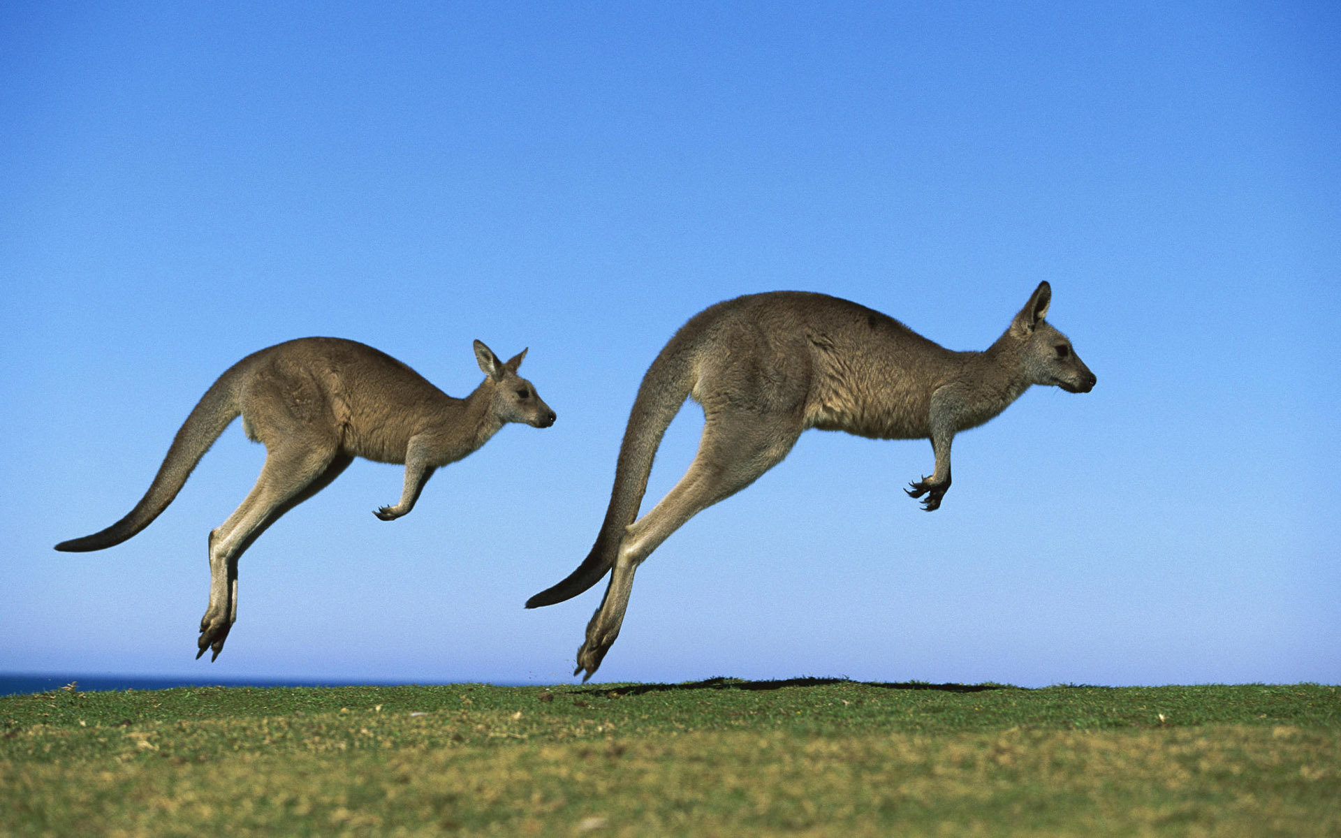 Free download Kangaroo background ID:122508 hd 1920x1200 for computer