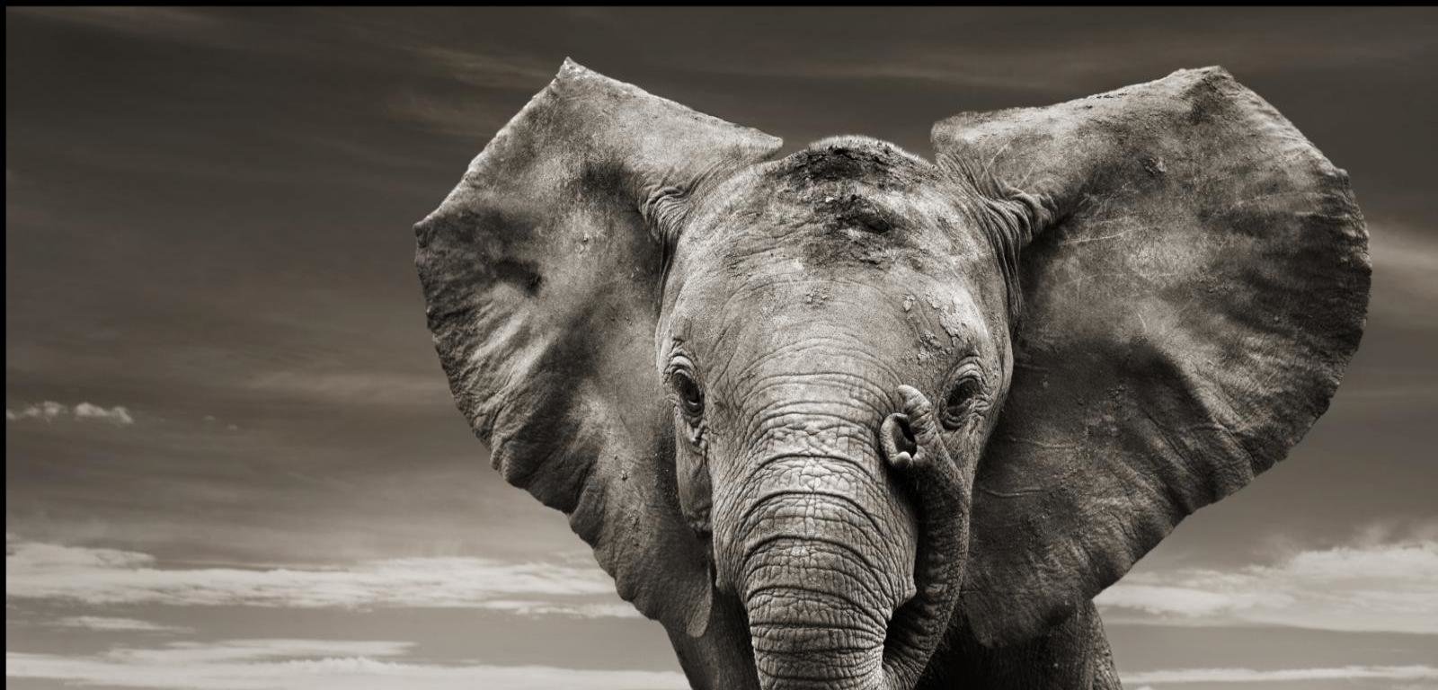 Free download Elephant background ID:132774 hd 1600x768 for computer