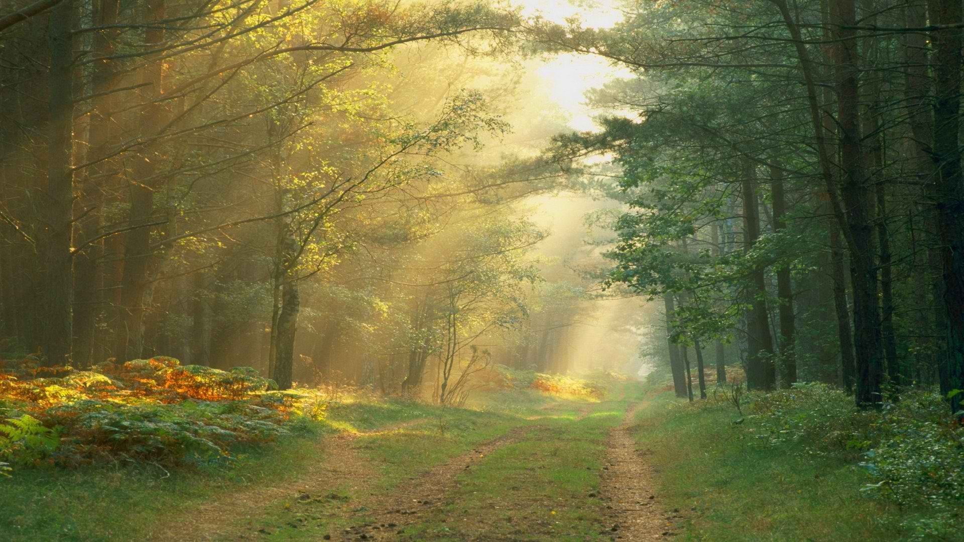 Forest wallpapers HD for desktop backgrounds