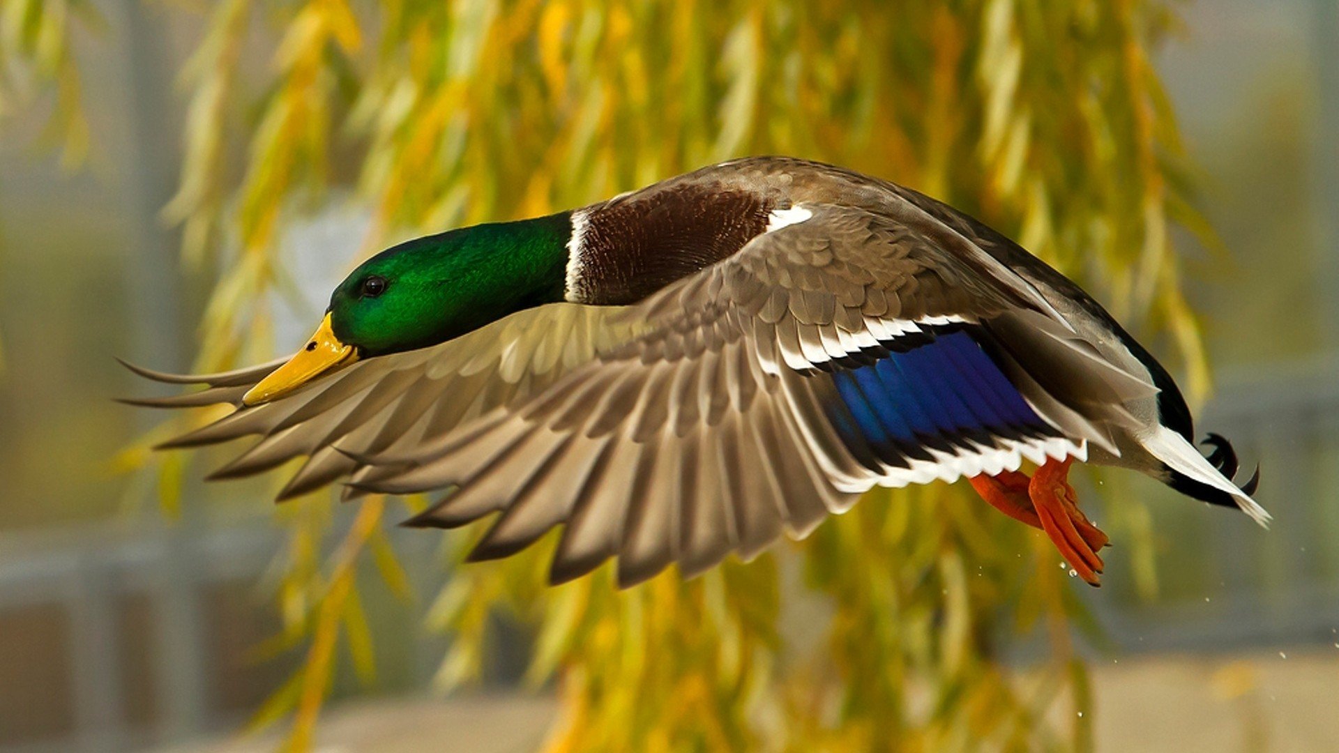 Awesome Mallard free background ID:358196 for hd 1920x1080 computer