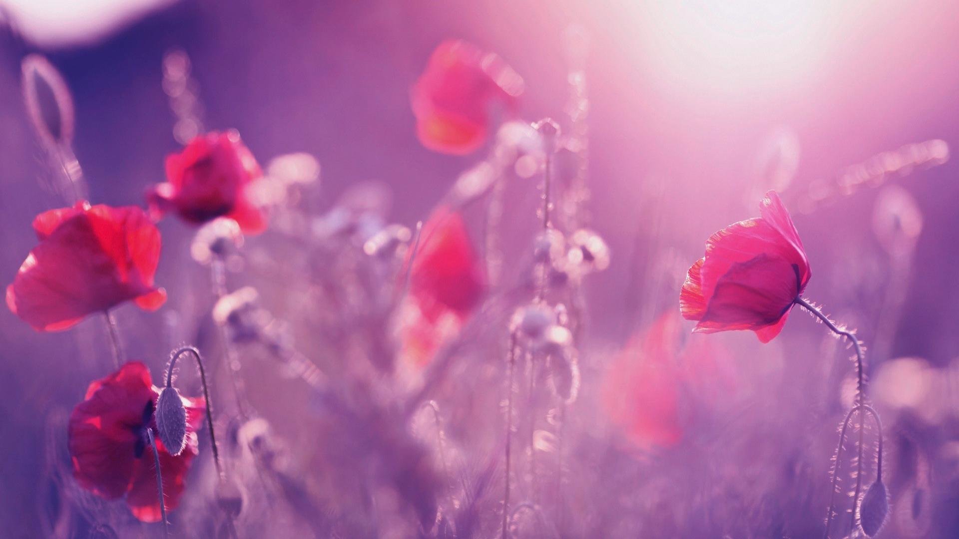 Awesome Poppy free wallpaper ID:99935 for 1080p desktop