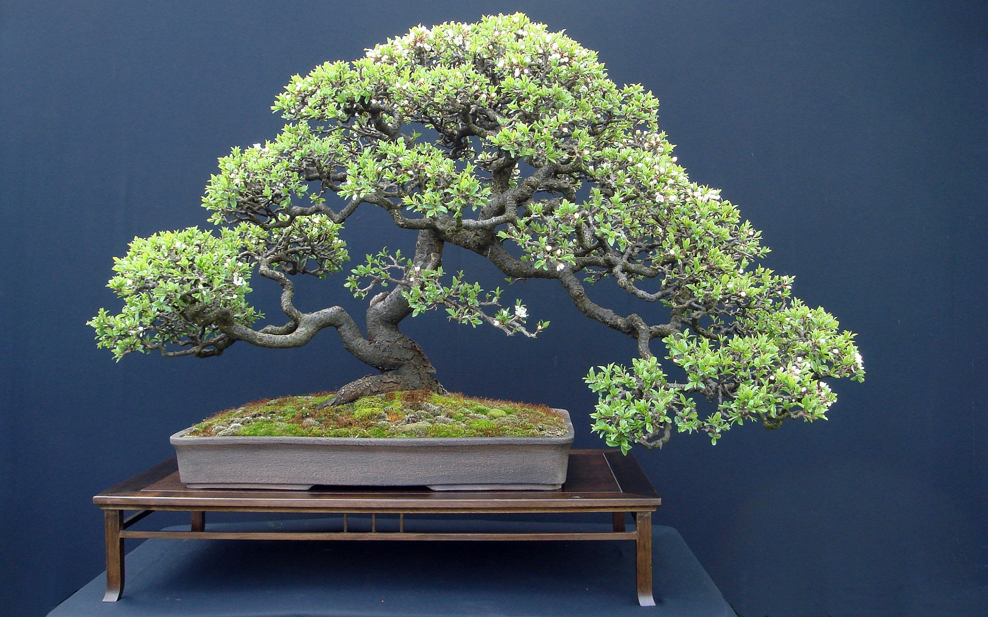 Awesome Bonsai free background ID:128786 for hd 1920x1200 computer