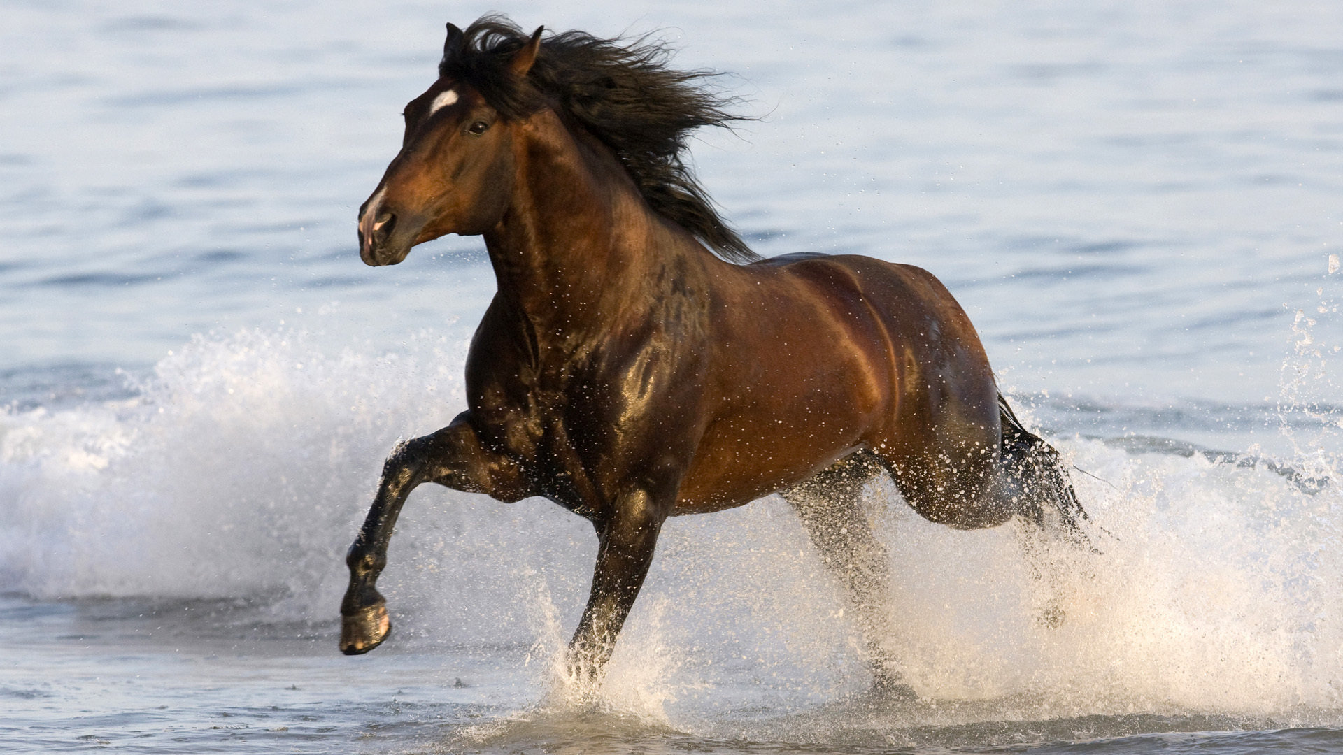 Awesome Horse free background ID:23796 for full hd 1920x1080 PC