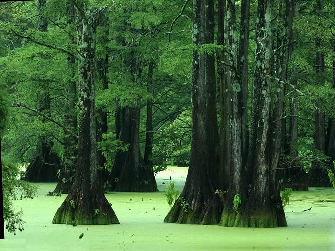 Awesome Swamp free background ID:464160 for hd 1280x960 desktop