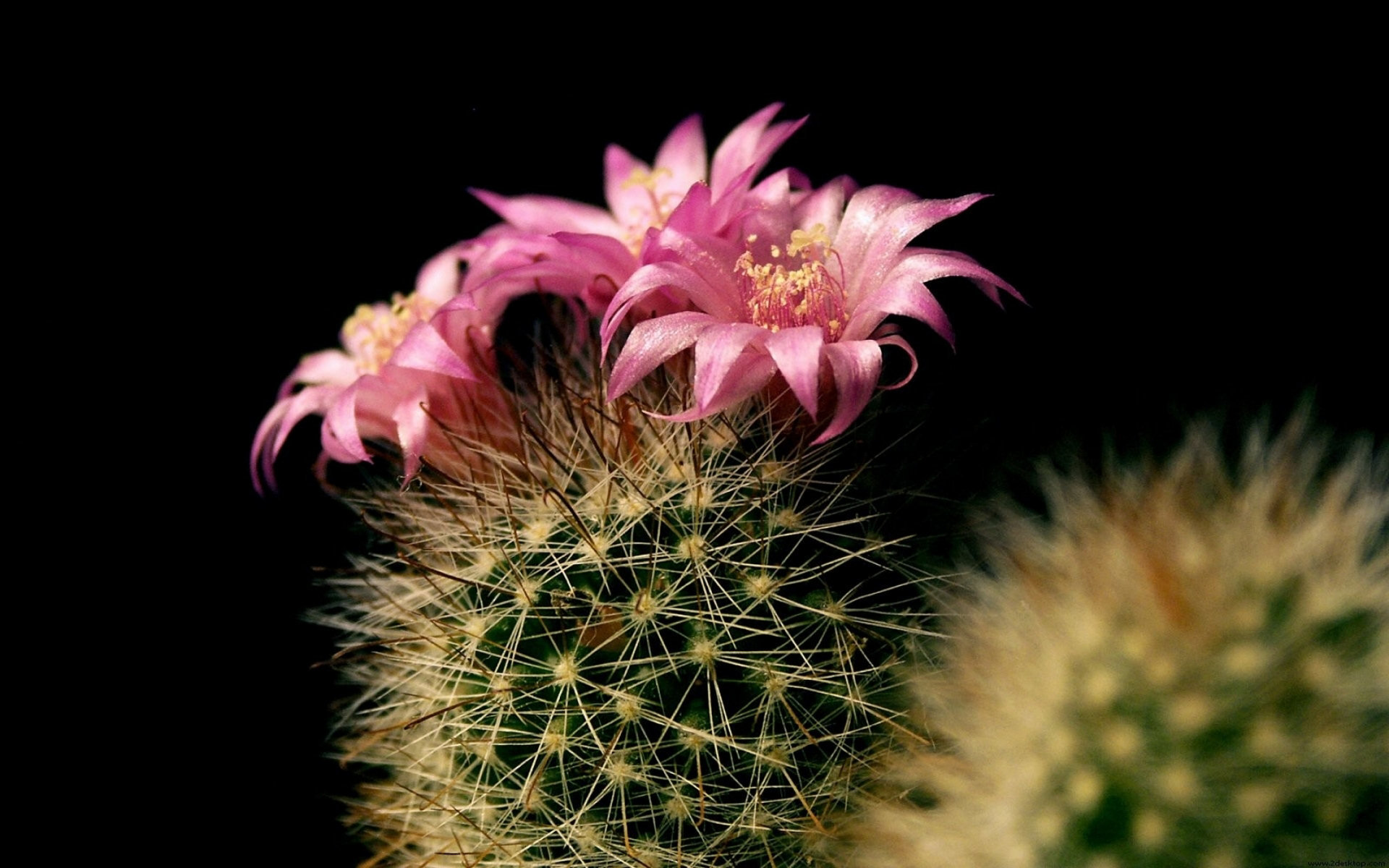 Best Cactus background ID:408598 for High Resolution hd 1920x1200 PC