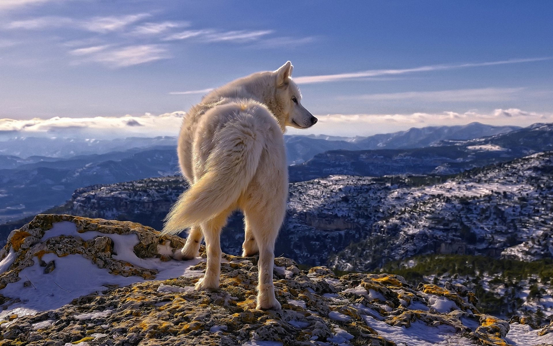 Awesome Wolf free background ID:117615 for hd 1920x1200 computer