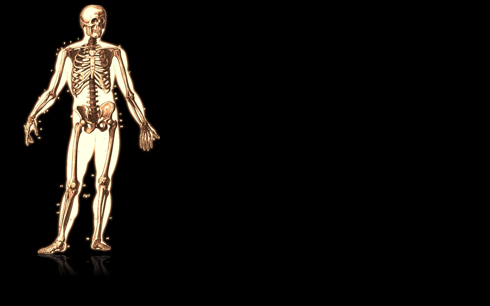 Best Anatomy background ID:87094 for High Resolution hd 1920x1200 computer