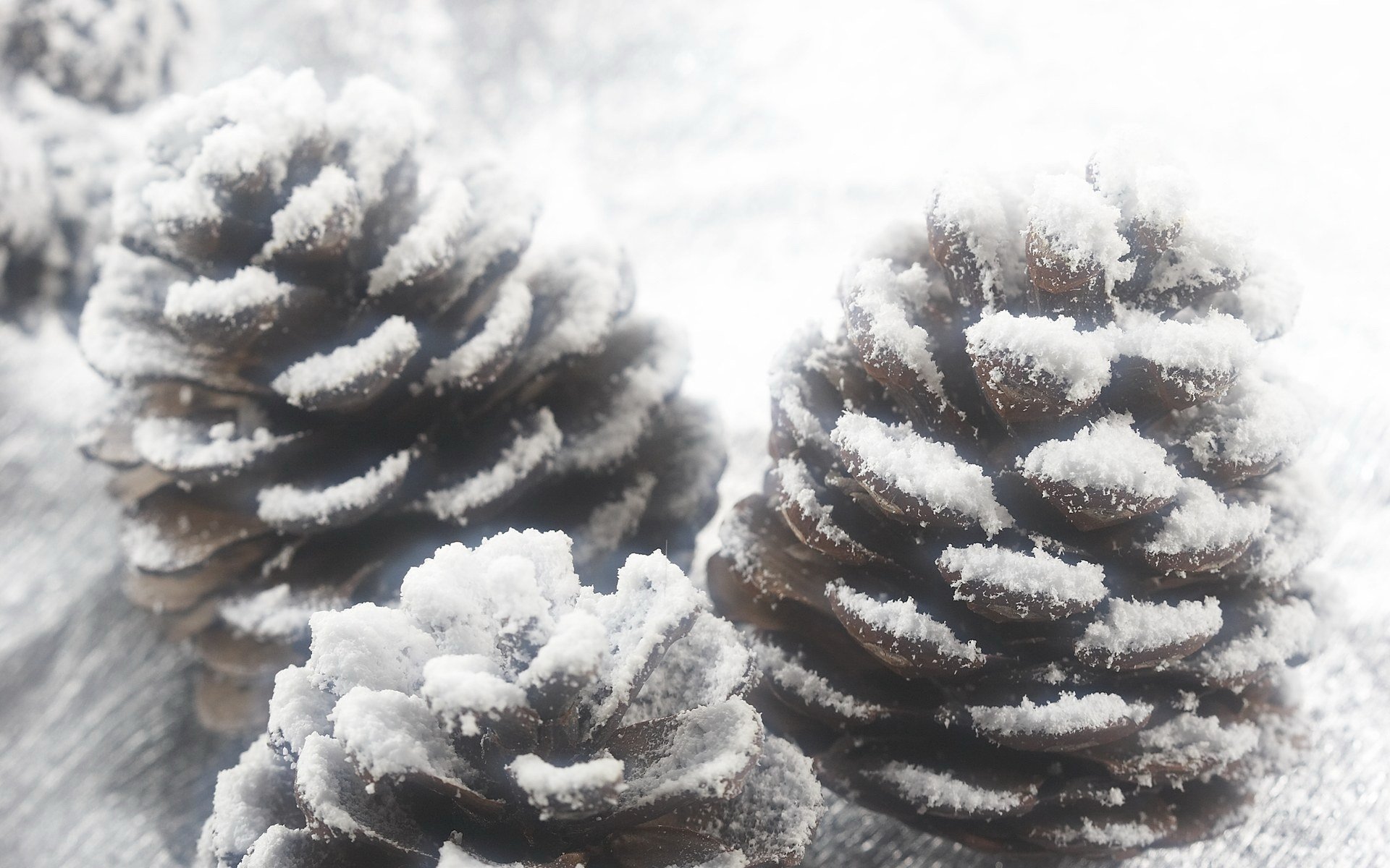 High resolution Pine Cone hd 1920x1200 wallpaper ID:463626 for PC