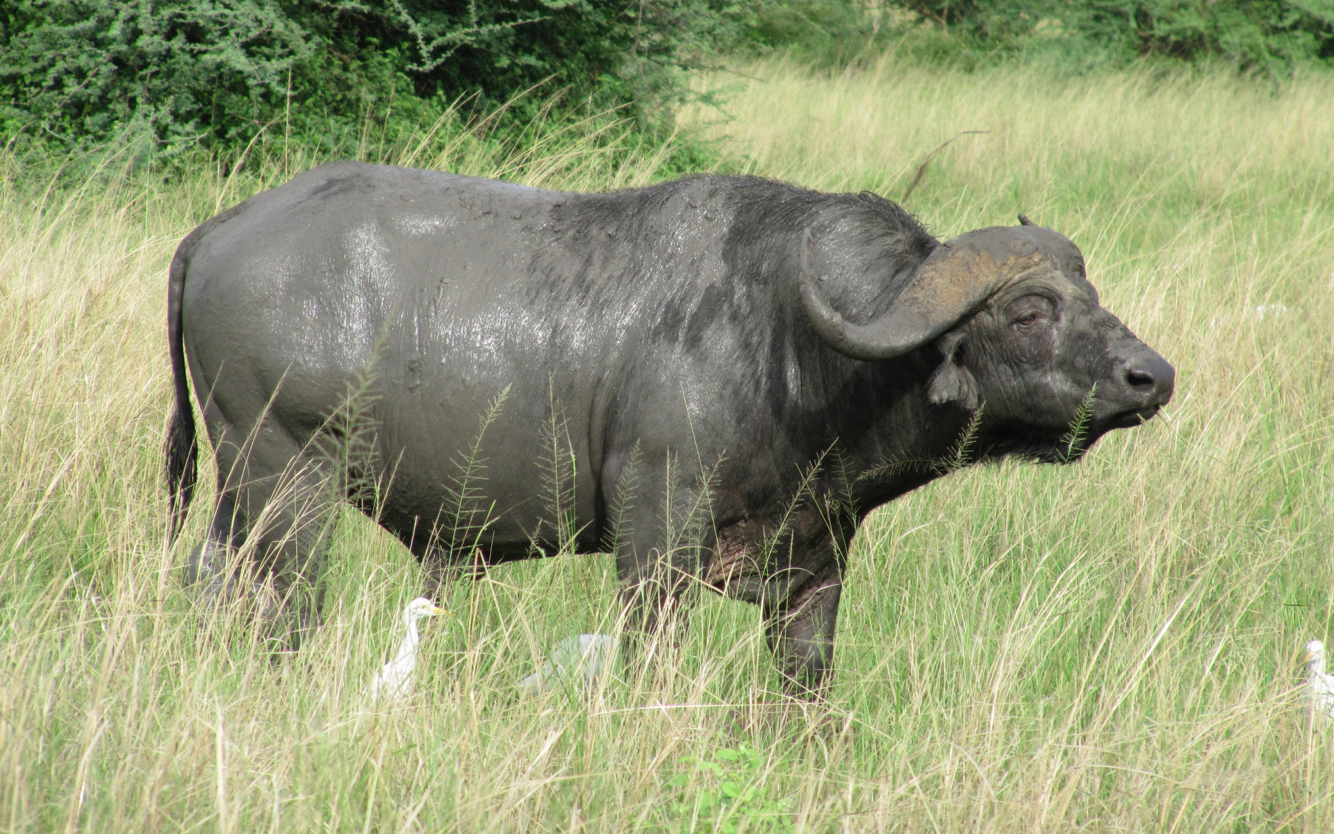 Free African Buffalo high quality background ID:407598 for hd 1920x1200 computer