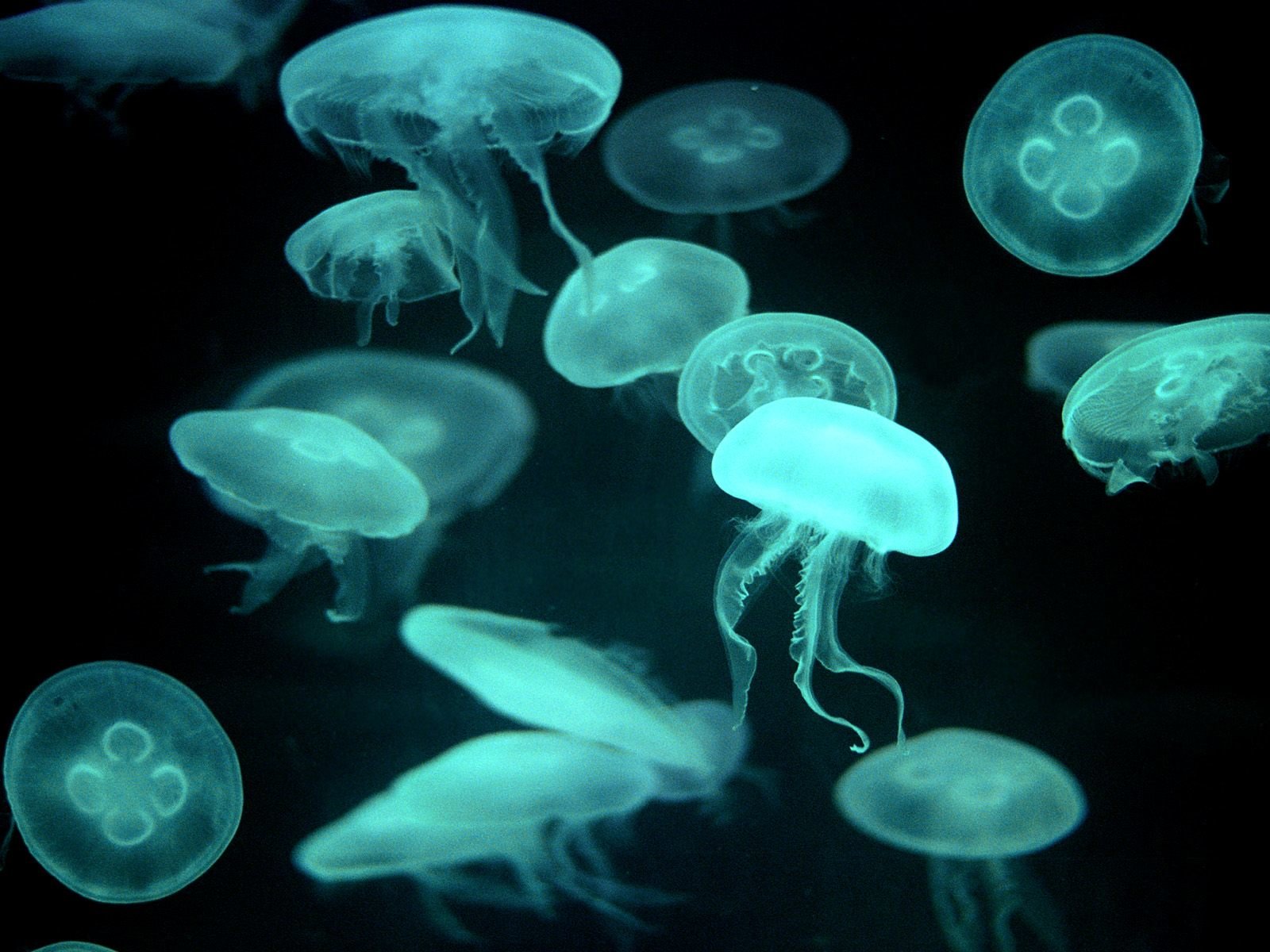 Awesome Jellyfish free wallpaper ID:199646 for hd 1600x1200 desktop