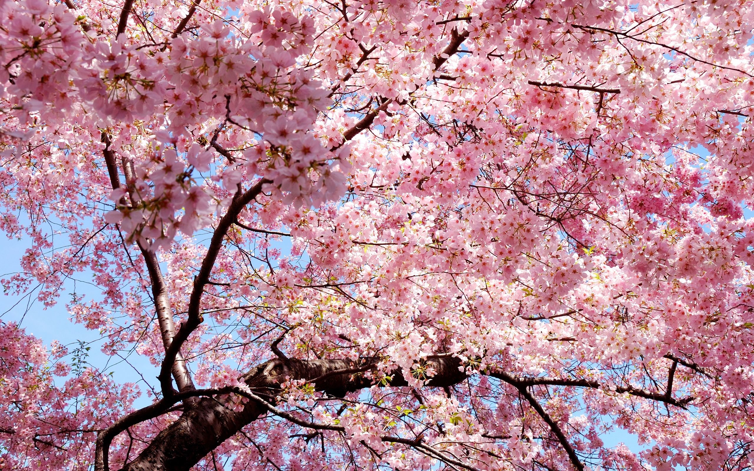 Free download Blossom background ID:333032 hd 2560x1600 for PC