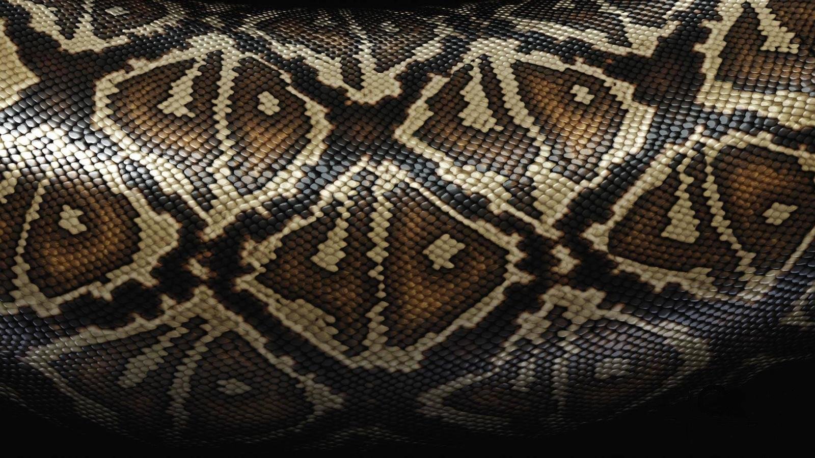 Free Snake high quality background ID:137411 for hd 1600x900 computer