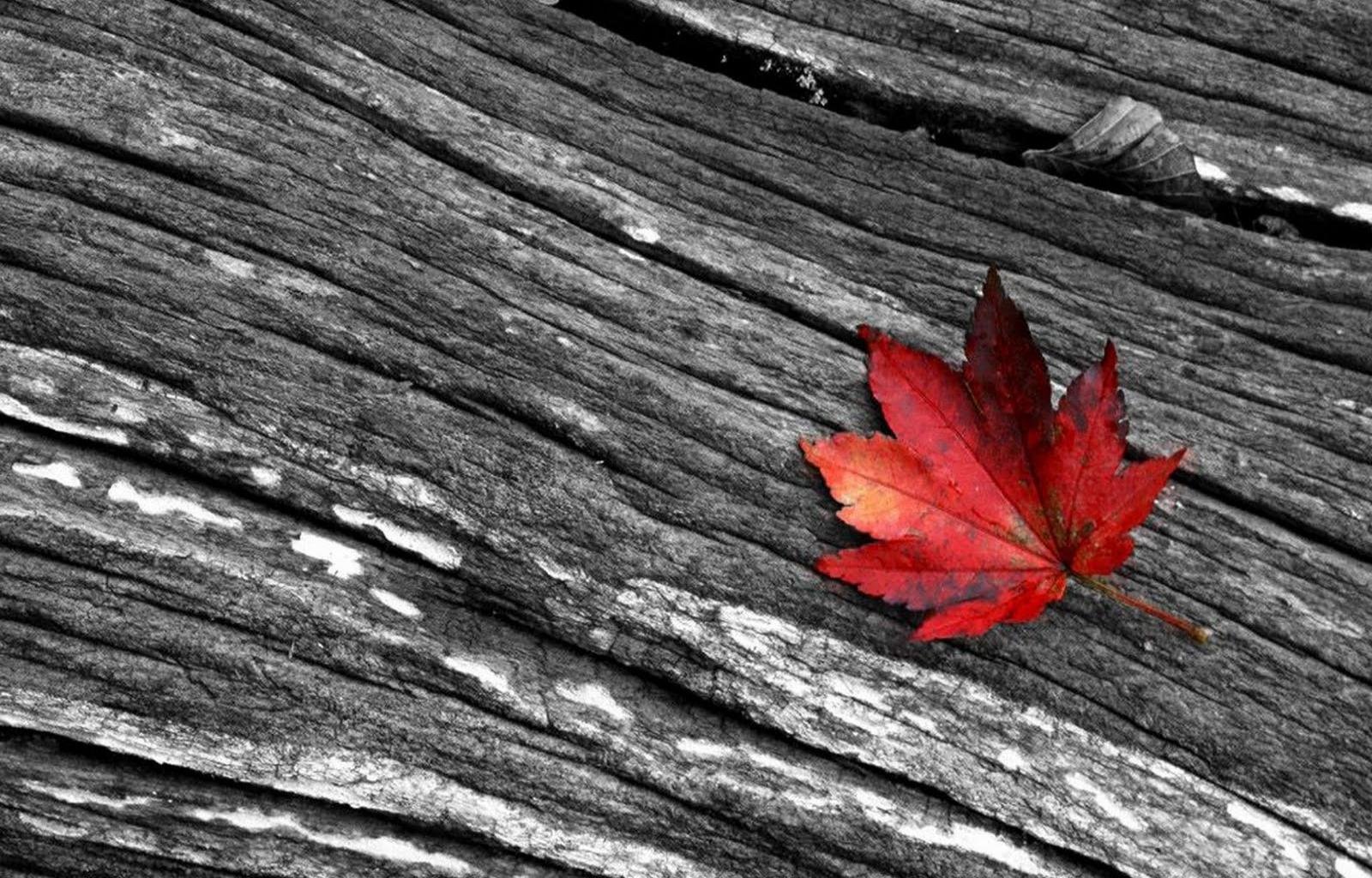 Awesome Leaf free background ID:361300 for hd 1600x1024 computer