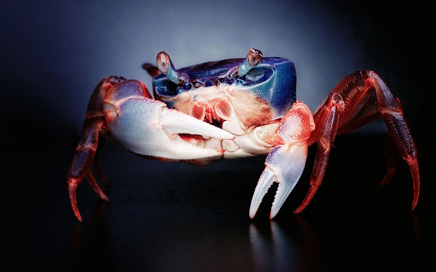 High resolution Crab hd 1680x1050 wallpaper ID:294345 for PC