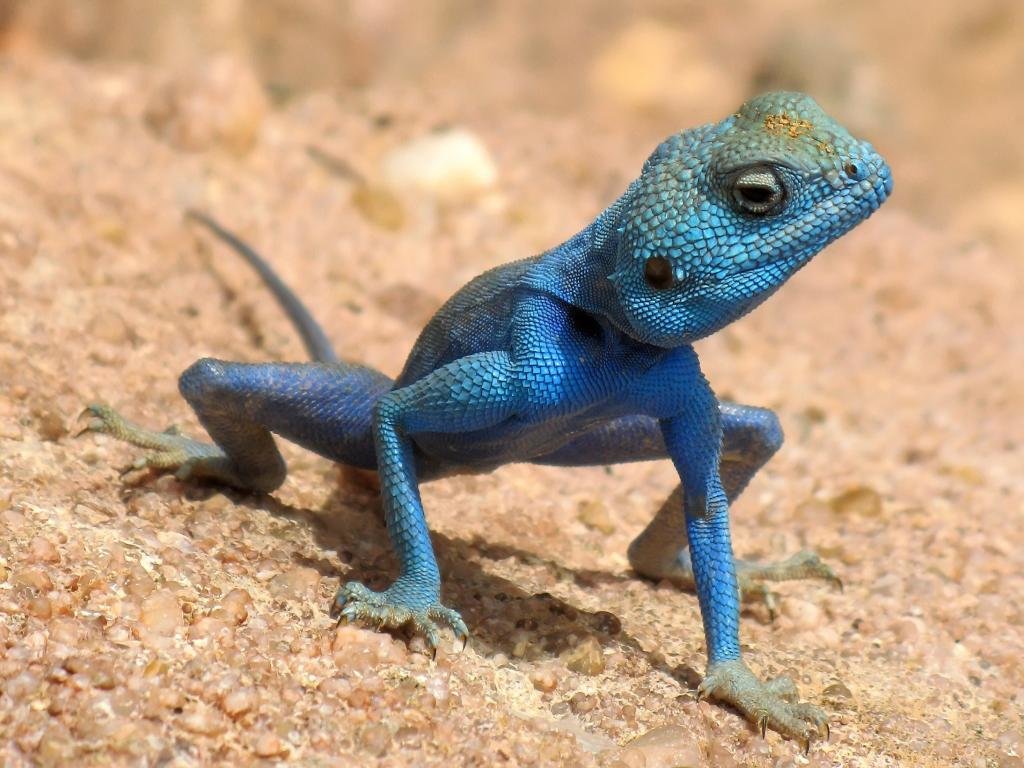 Free Lizard high quality background ID:444077 for hd 1024x768 computer