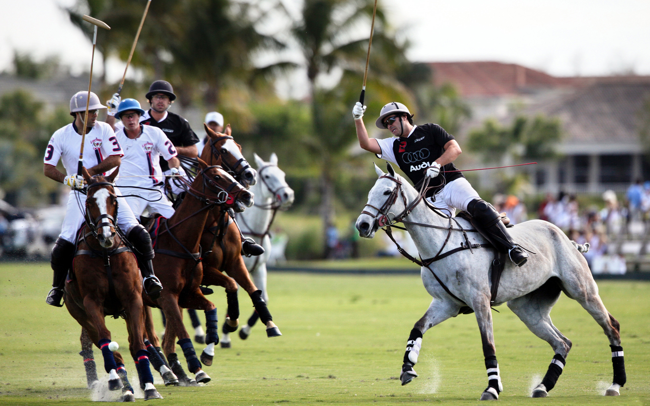 Awesome Polo free wallpaper ID:463554 for hd 2560x1600 desktop